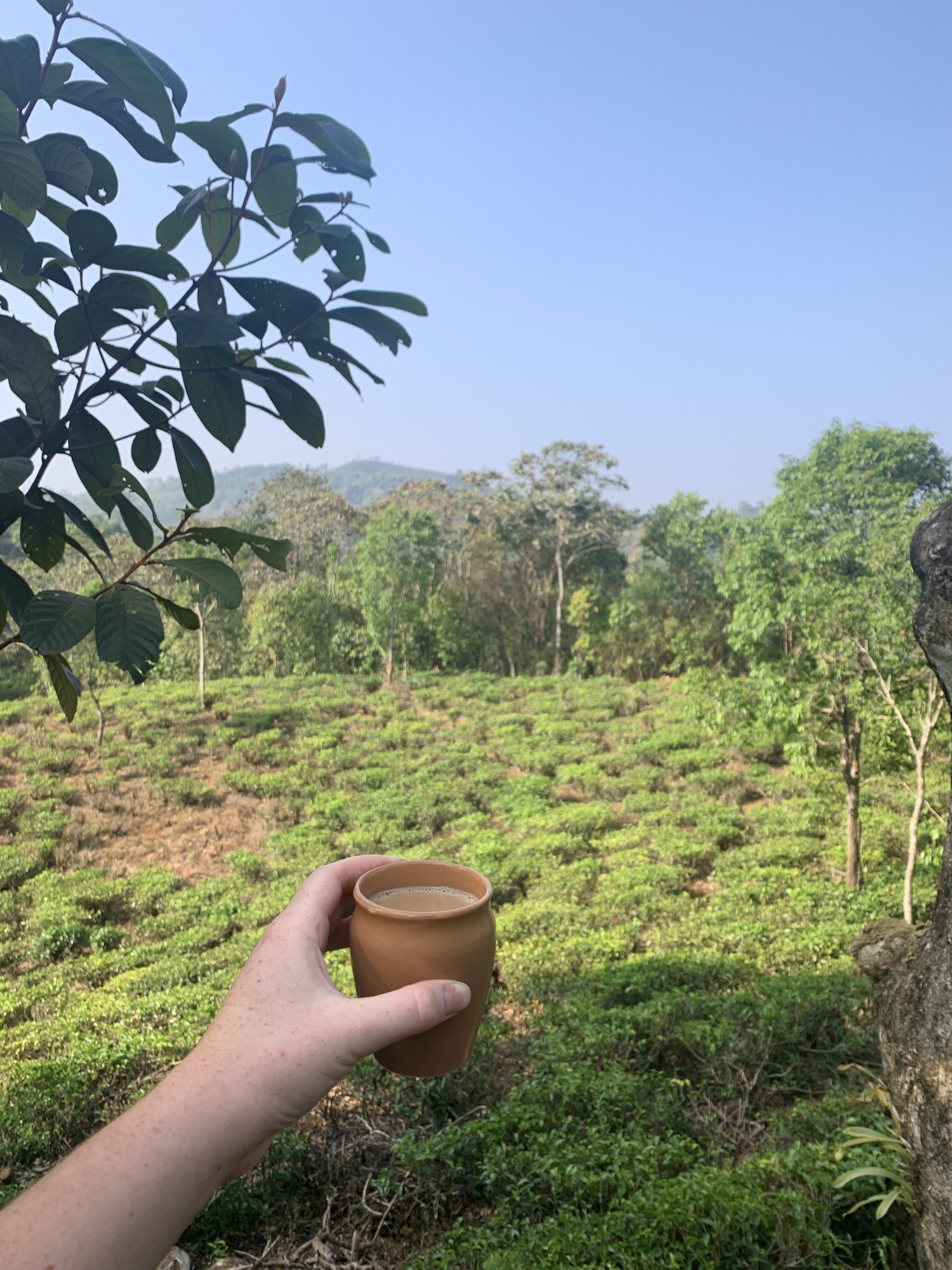 Living Wage India Tea Fields.JPG