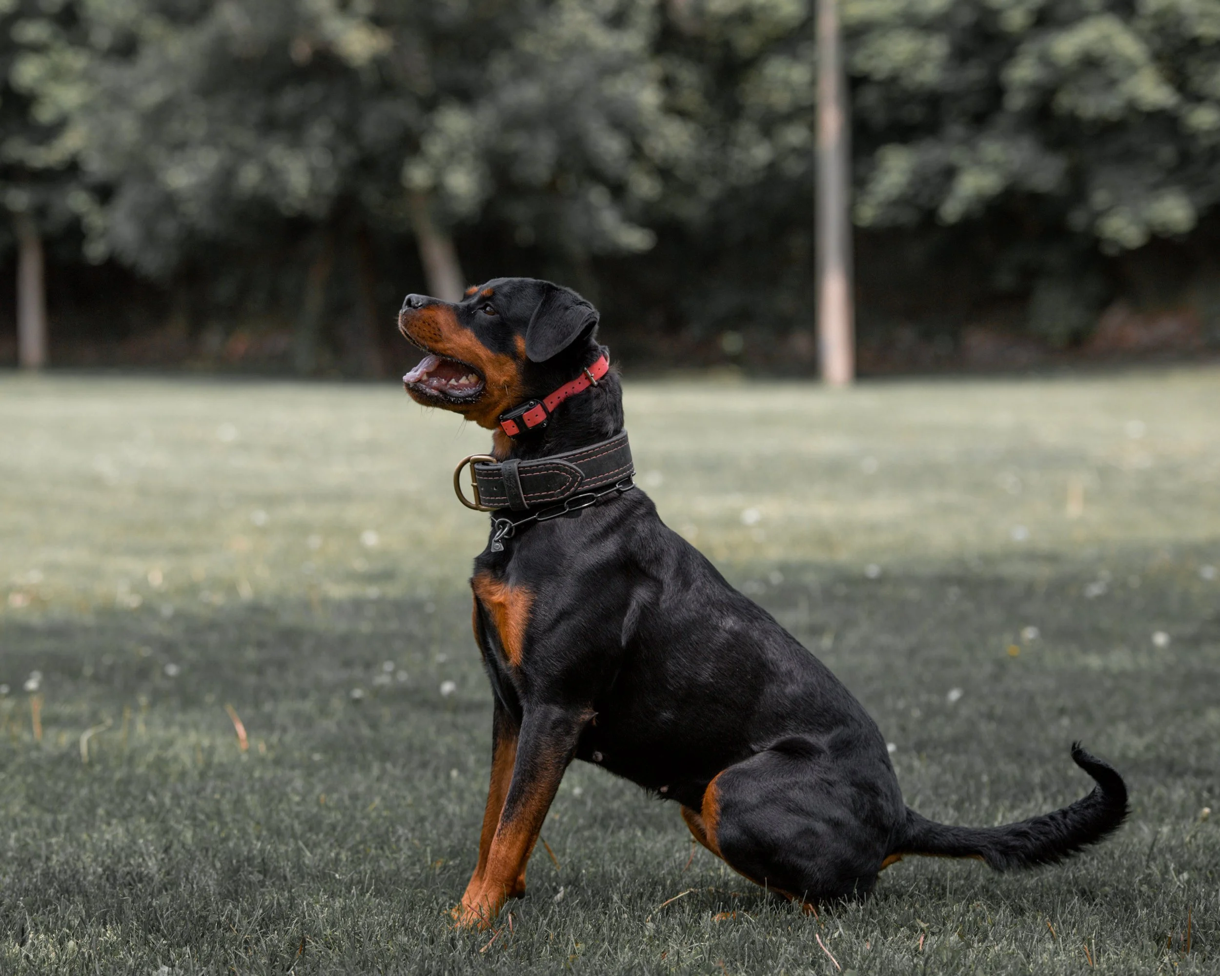 A black and tan rottweiler sitting on a grassy field outdoors with a blurred background of trees.