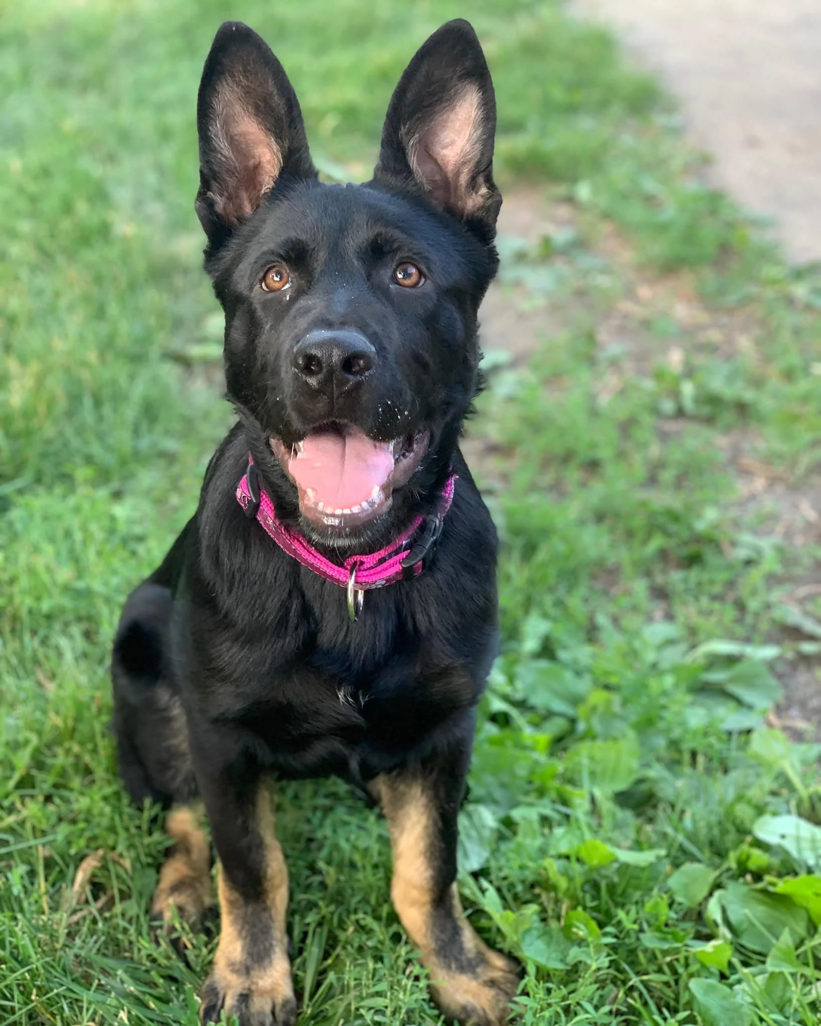 A young black and tan German Shepherd puppy sitting on green grass with a blurred pathway in the background.