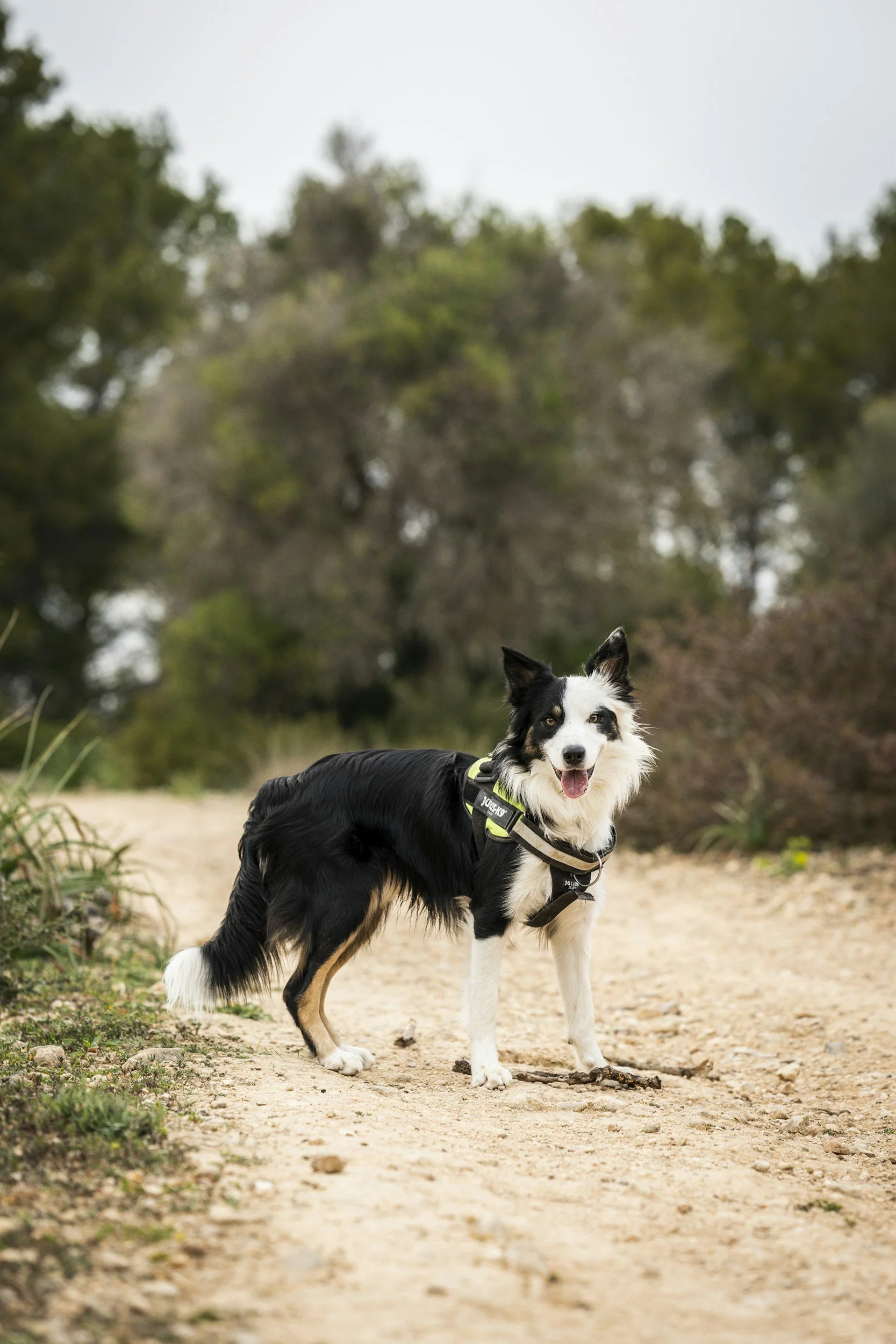 Border collie dog standing on a dirt trail in a natural outdoor setting with trees in the background, wearing a harness.