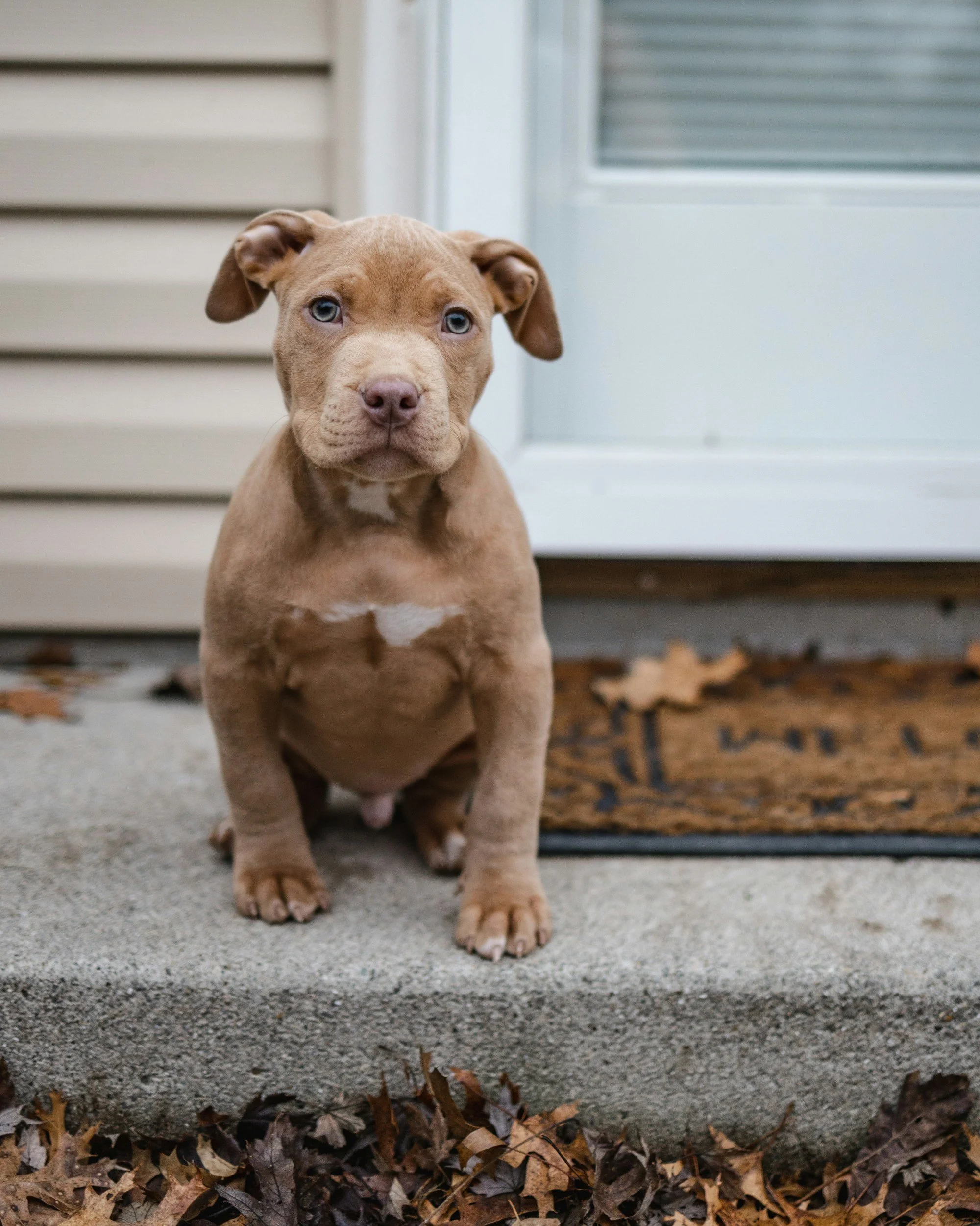 A young brown pitbull puppy with blue eyes sitting outside on concrete pavement near fallen leaves, in front of a house with vinyl siding and a door with window blinds.
