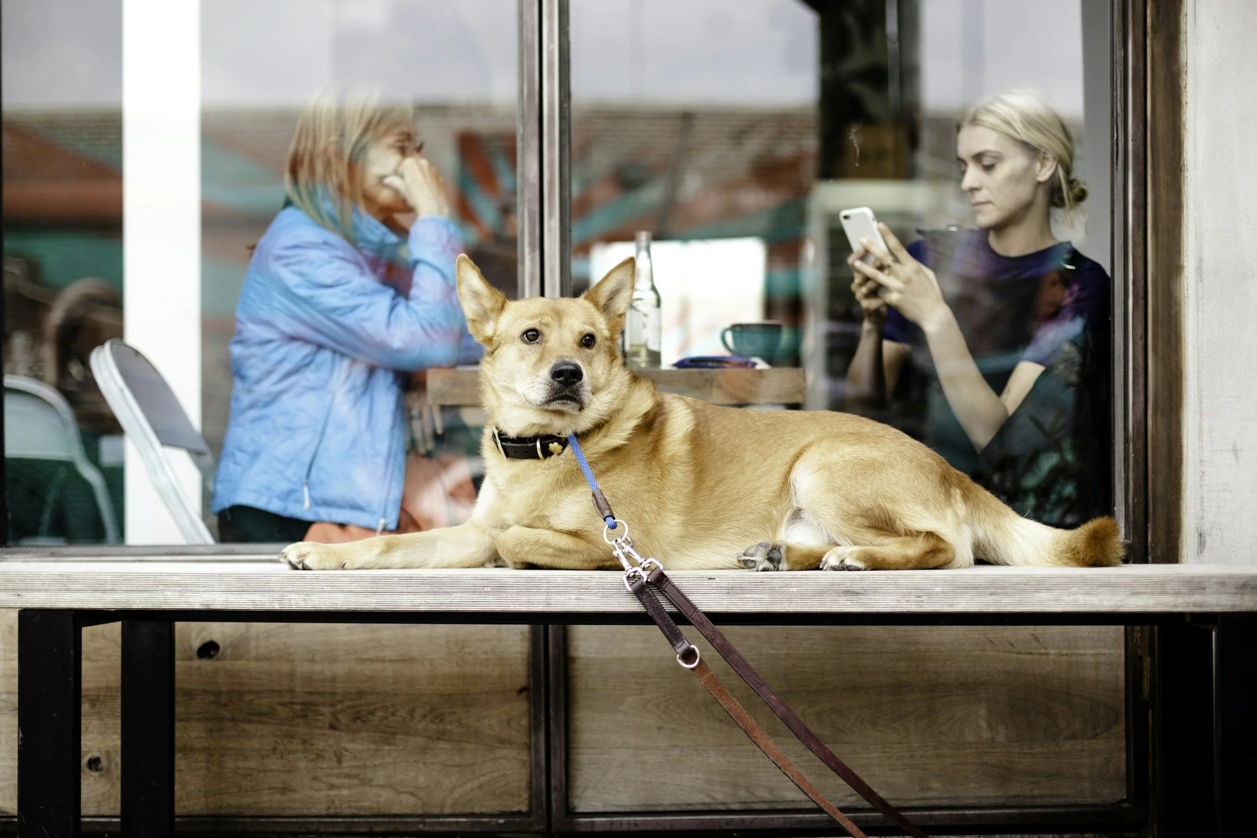 A tan dog with upright ears lying on a wooden ledge outside a window, with two women inside; one woman with blonde hair in a bun using her phone, and another woman with light brown hair in a blue jacket.