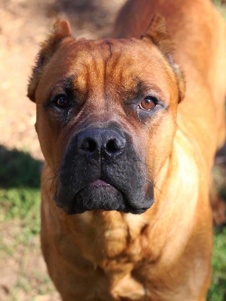 Close-up of a brown dog with a black nose and sad eyes, with a tear near one eye, outdoors on a sunny day.