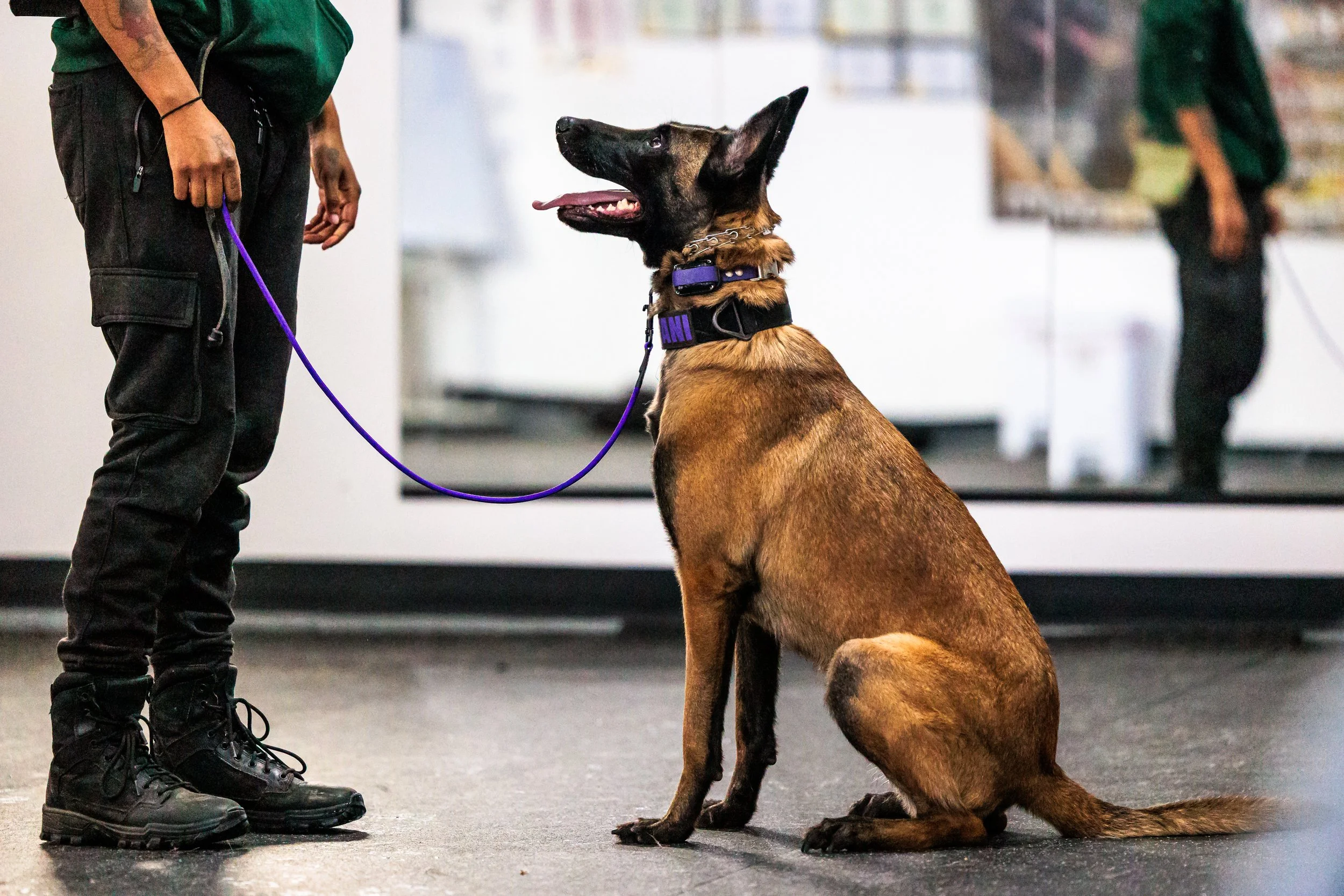 A Belgian Malinois sitting attentively on the floor, wearing a purple collar, looking up at a person holding a purple leash. The person is dressed in black tactical pants and boots. The background shows an indoor setting with other people.