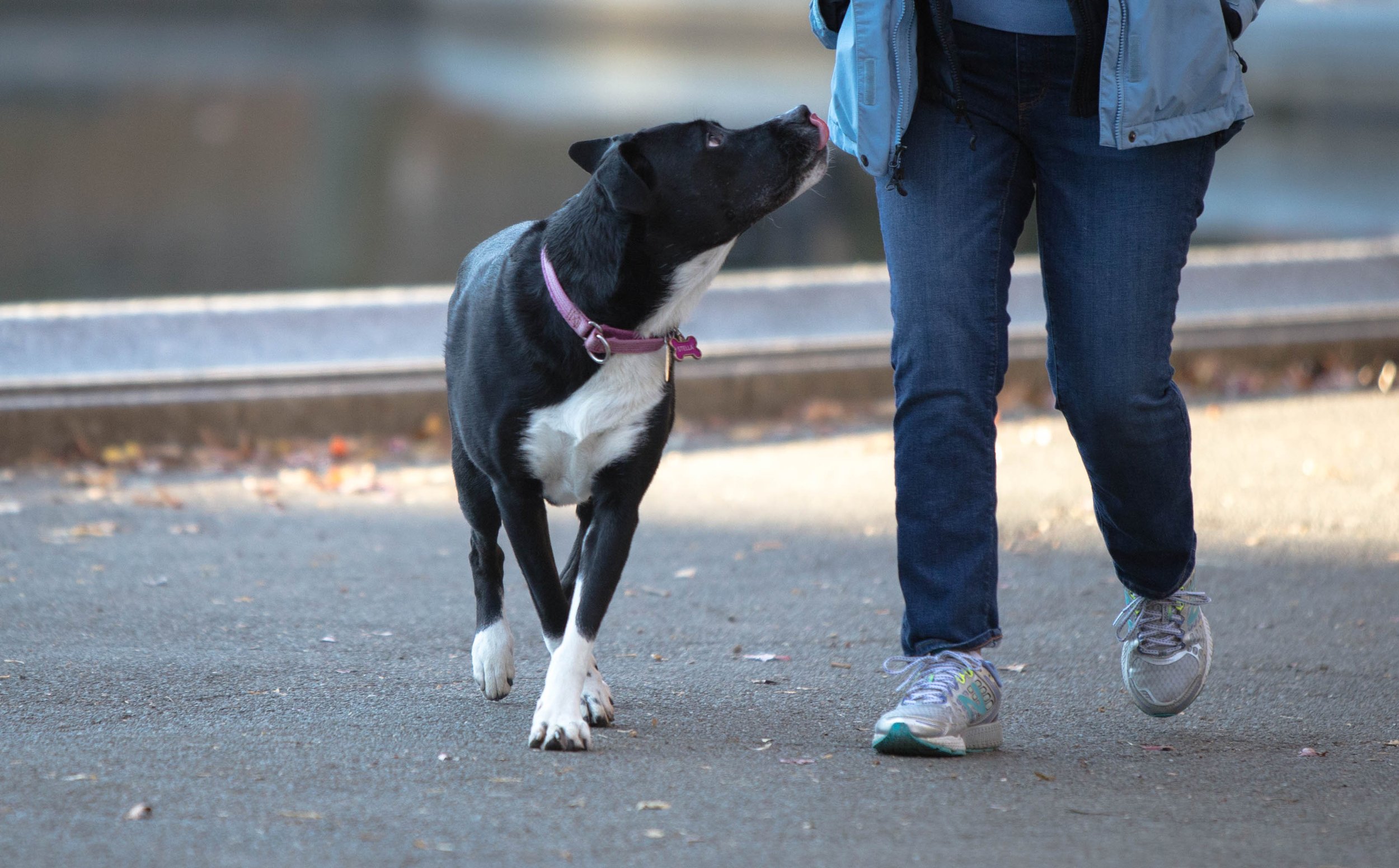 A person walking with a black and white dog on a leash on a paved path outside, with trees and fallen leaves on the ground.