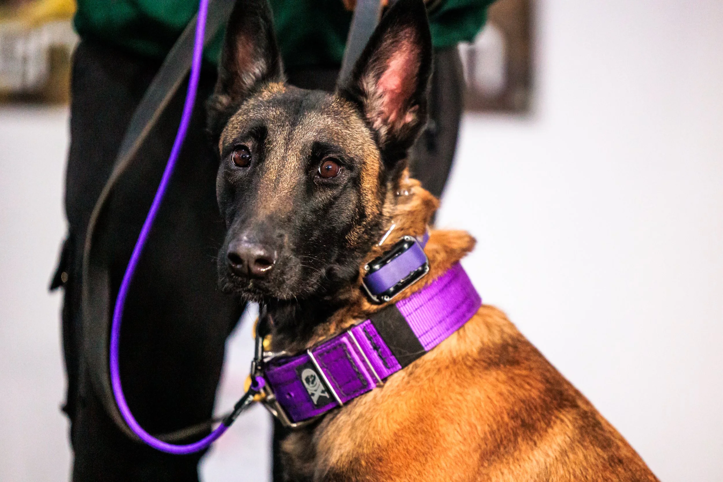 A brindle-coated dog with large erect ears, wearing a purple harness and collar, looking at the camera.