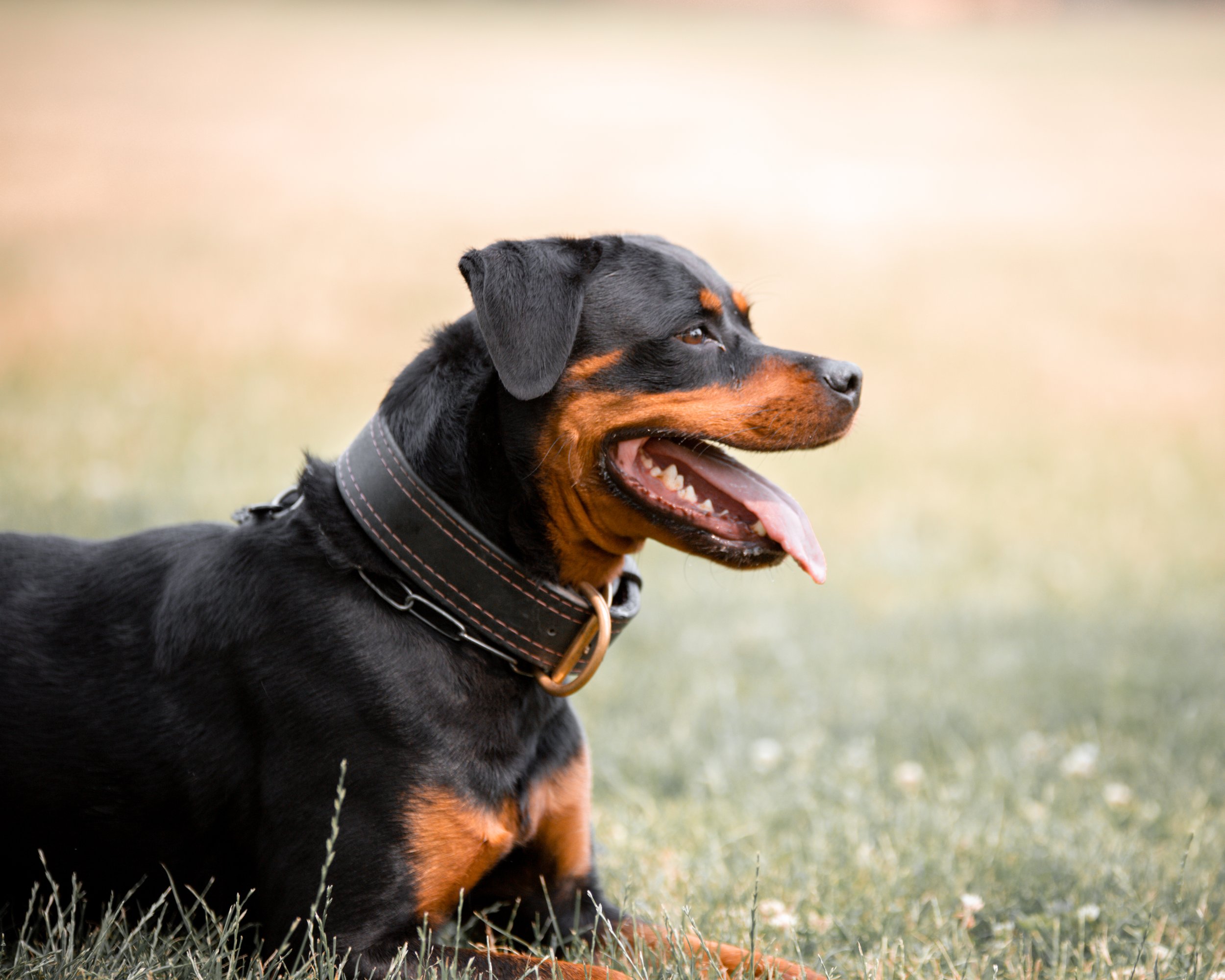 Side profile of a black and tan Rottweiler dog sitting on grass with a blurred background.