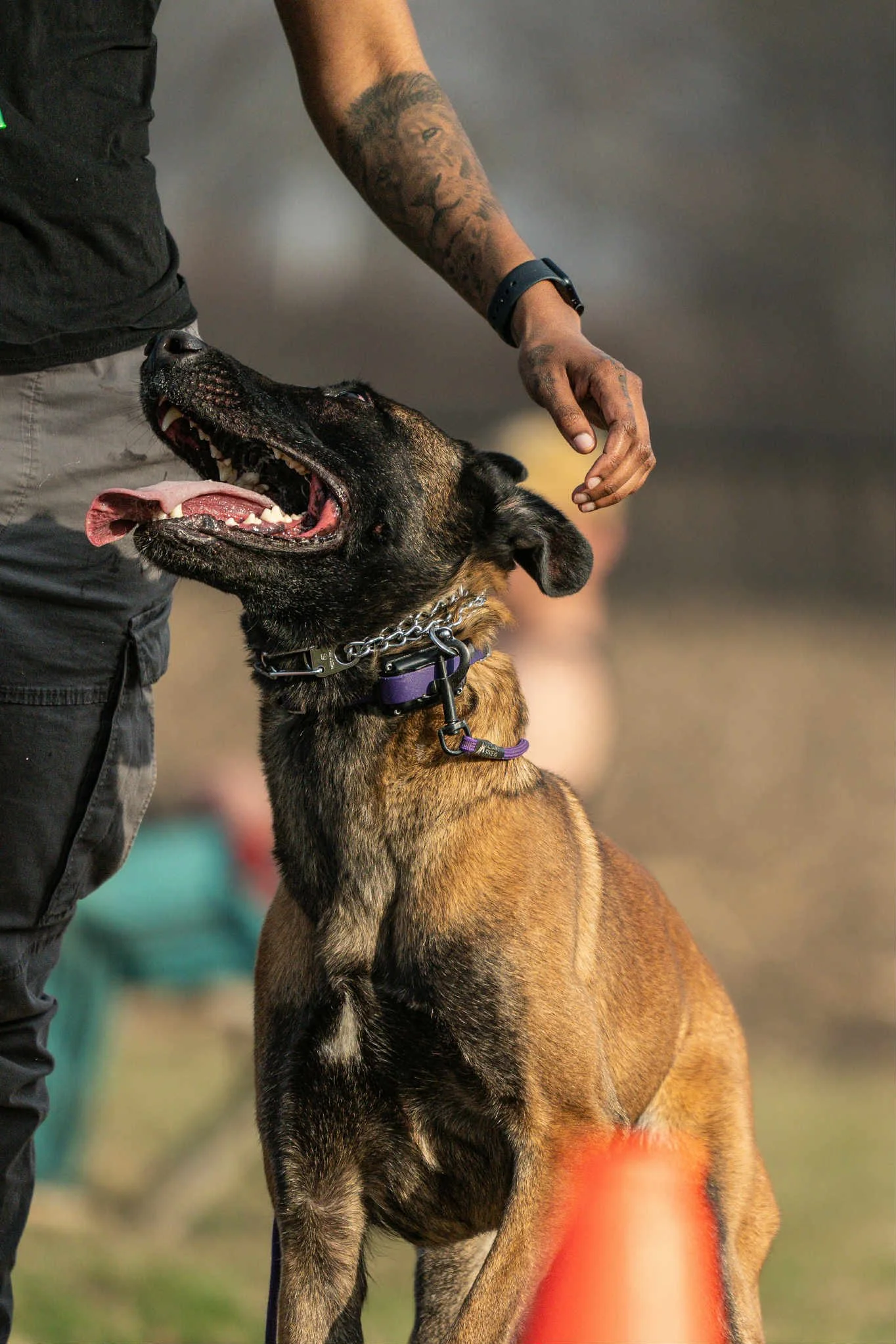 A belgian malinois is sitting and looking up at a person with a tattooed arm, who is gently touching the dog's head. The dog has a black and tan coat and is wearing a collar and leash, in an outdoor setting.