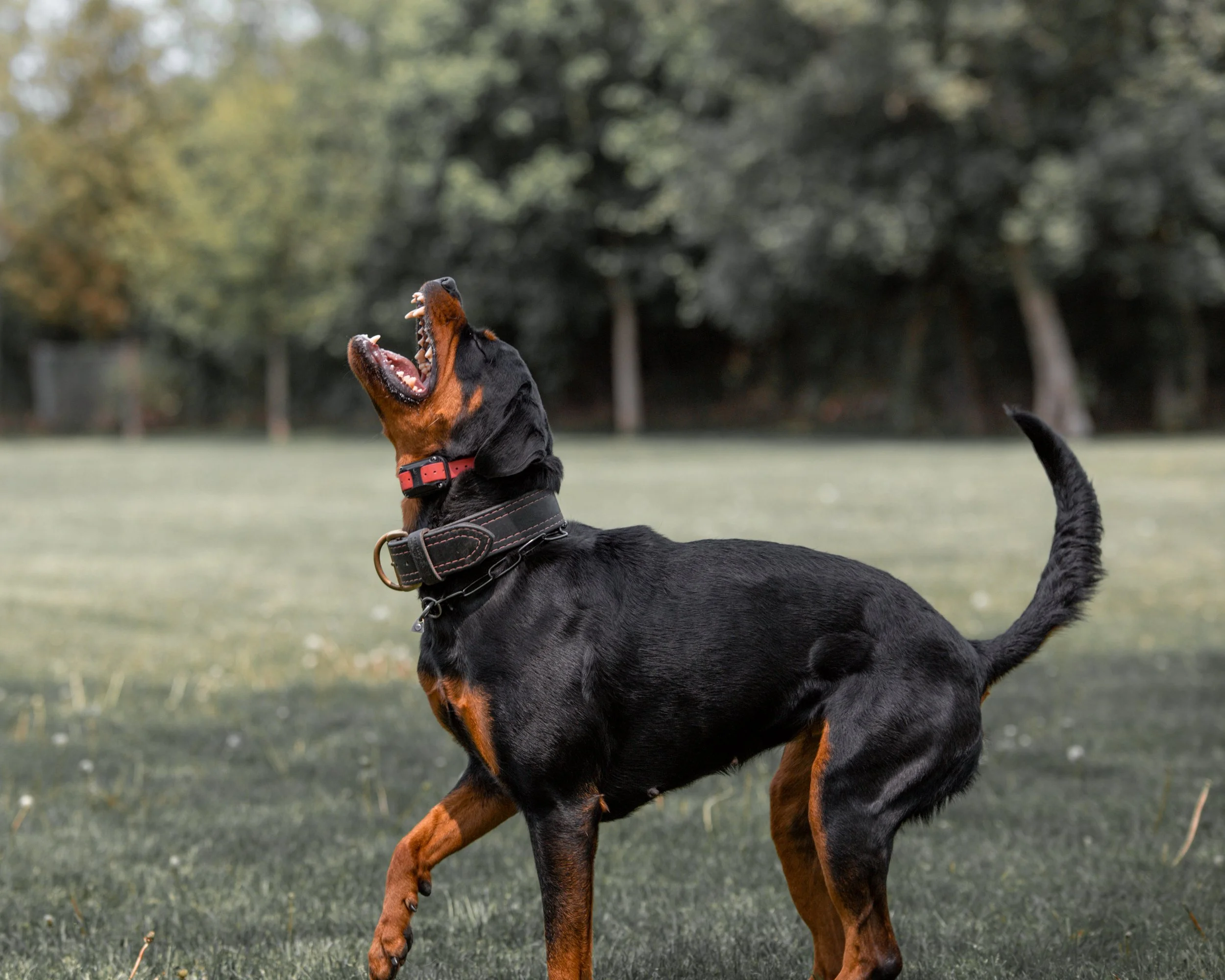 A black and tan Rottweiler, standing outdoors on grass, with its mouth open and looking upward.