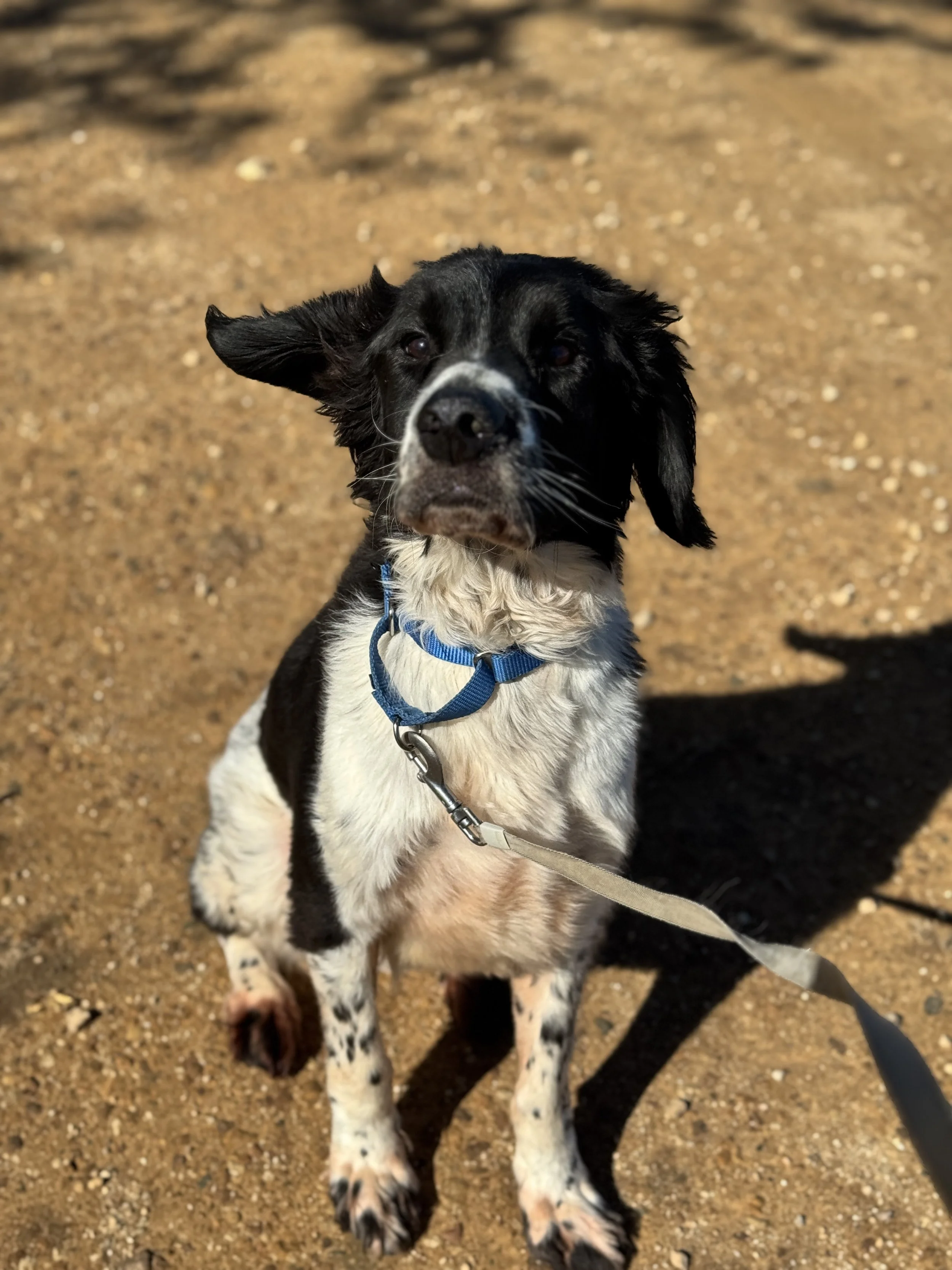 A black and white dog with floppy ears standing on sandy ground, wearing a blue harness and leash.