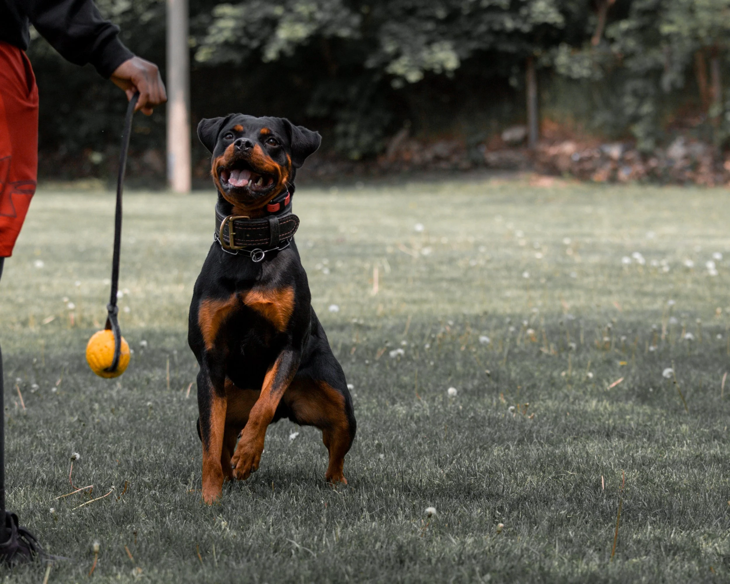 A Rottweiler dog sitting on grass during daytime with a person holding its leash, the person wearing a black jacket and red pants, in a park or outdoor area with trees in the background.