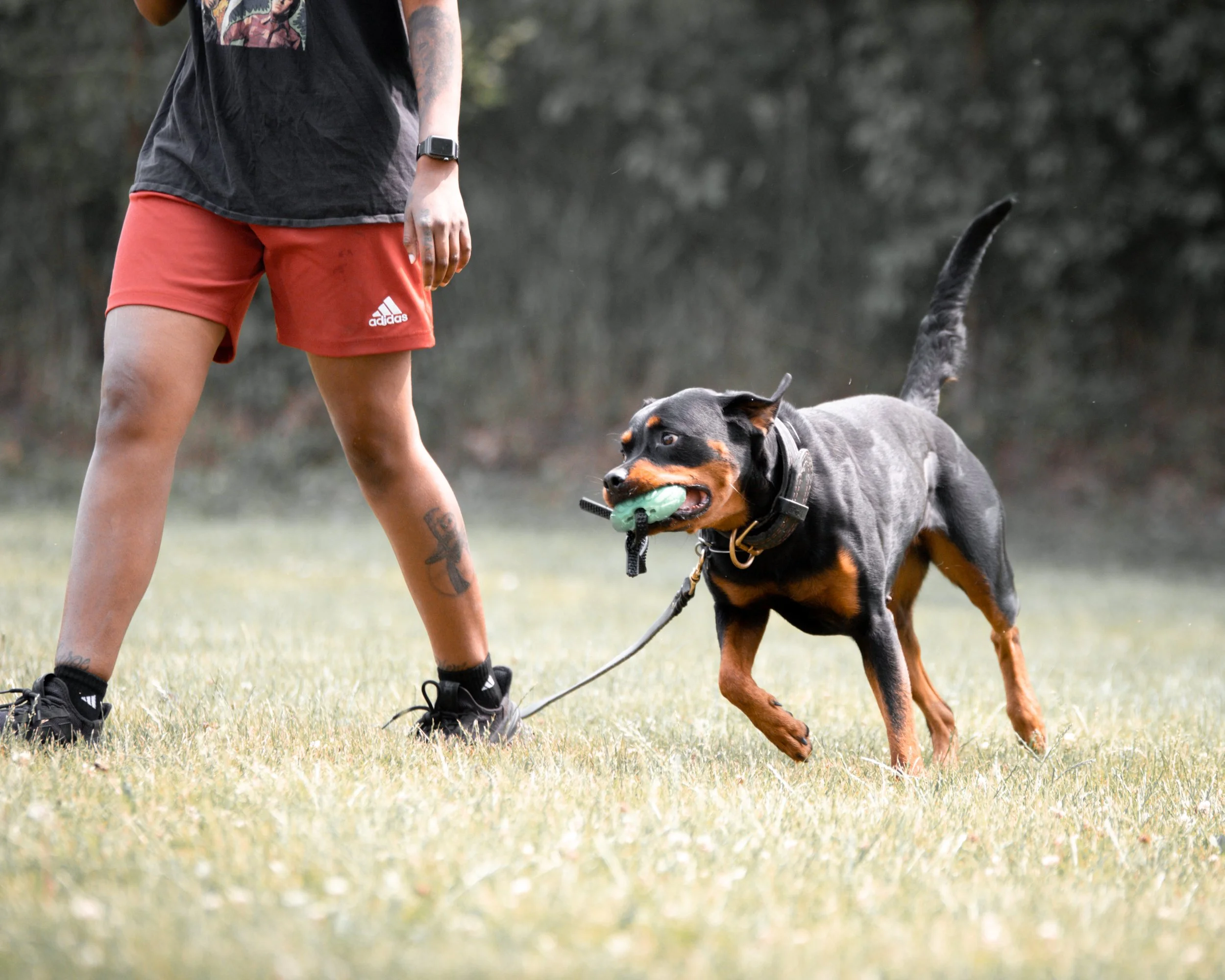 A person with tattoos wearing black and red athletic clothing playing fetch with a rottweiler dog in a grassy park.
