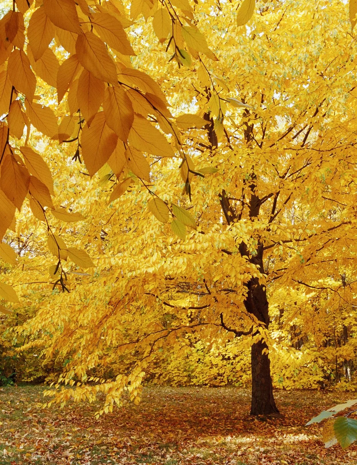 That Yellow Tree