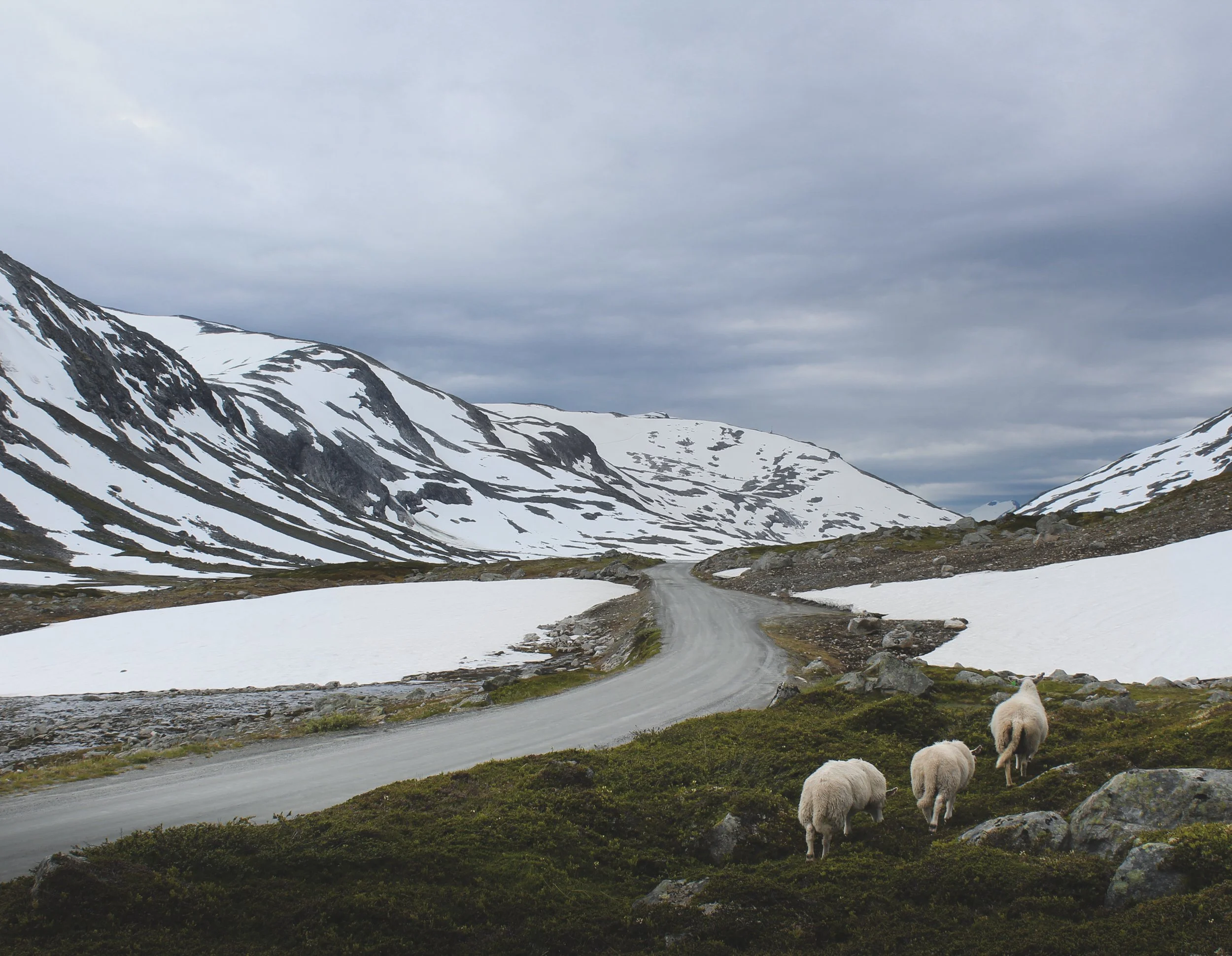 sheepnorway.jpg