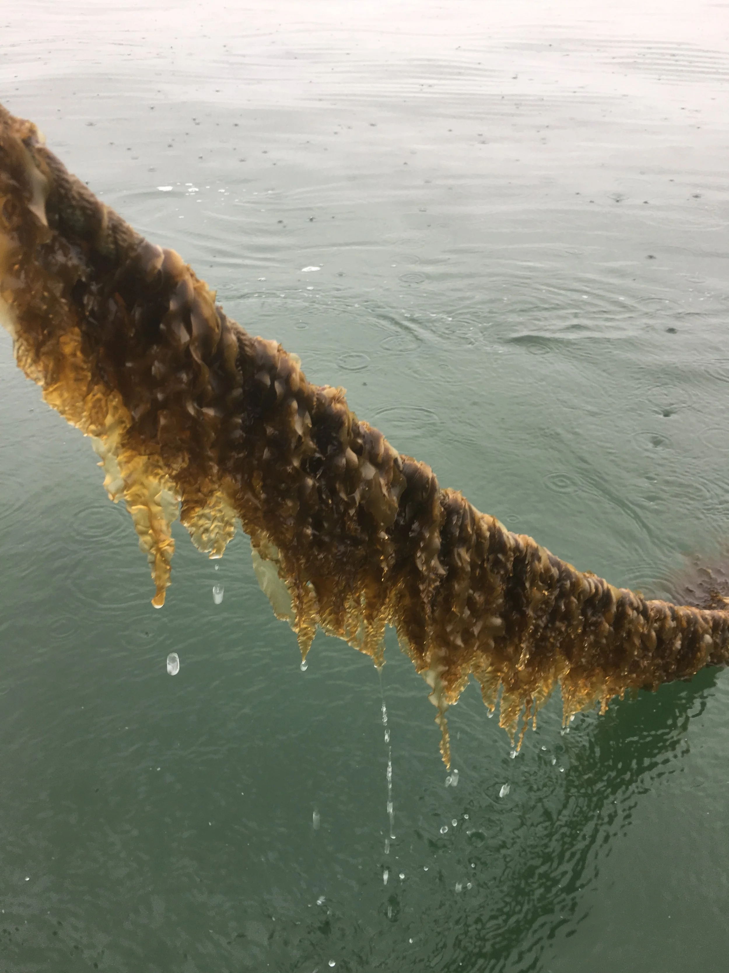 Kelp Climate Fund — GreenWave