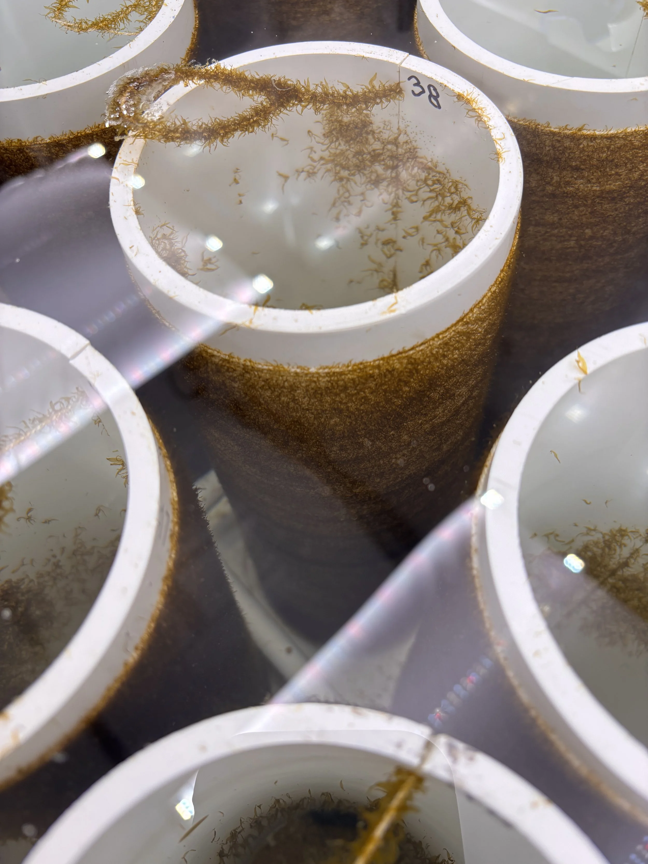 Spools of kelp seed growing in a tank of a nursery