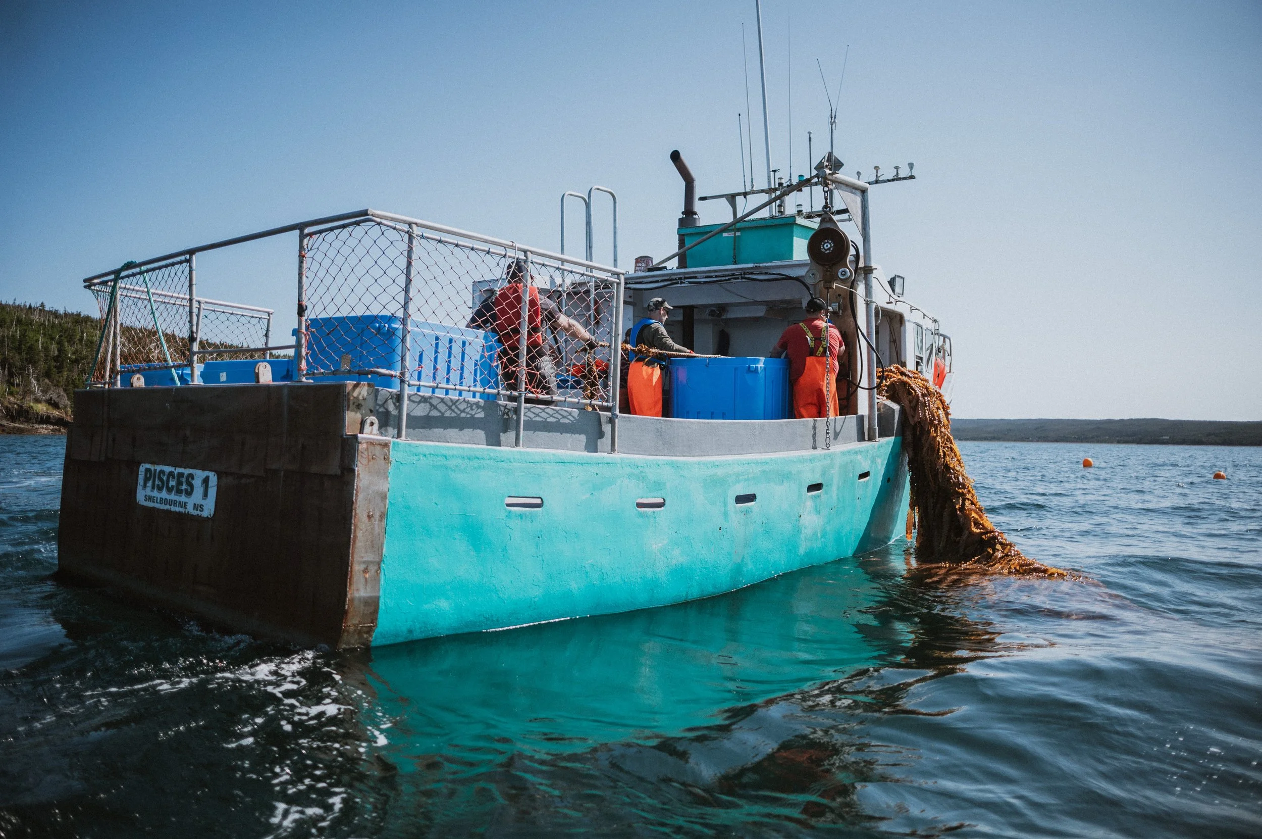 Can Kelp Close the Gap on Water Quality Requirements?