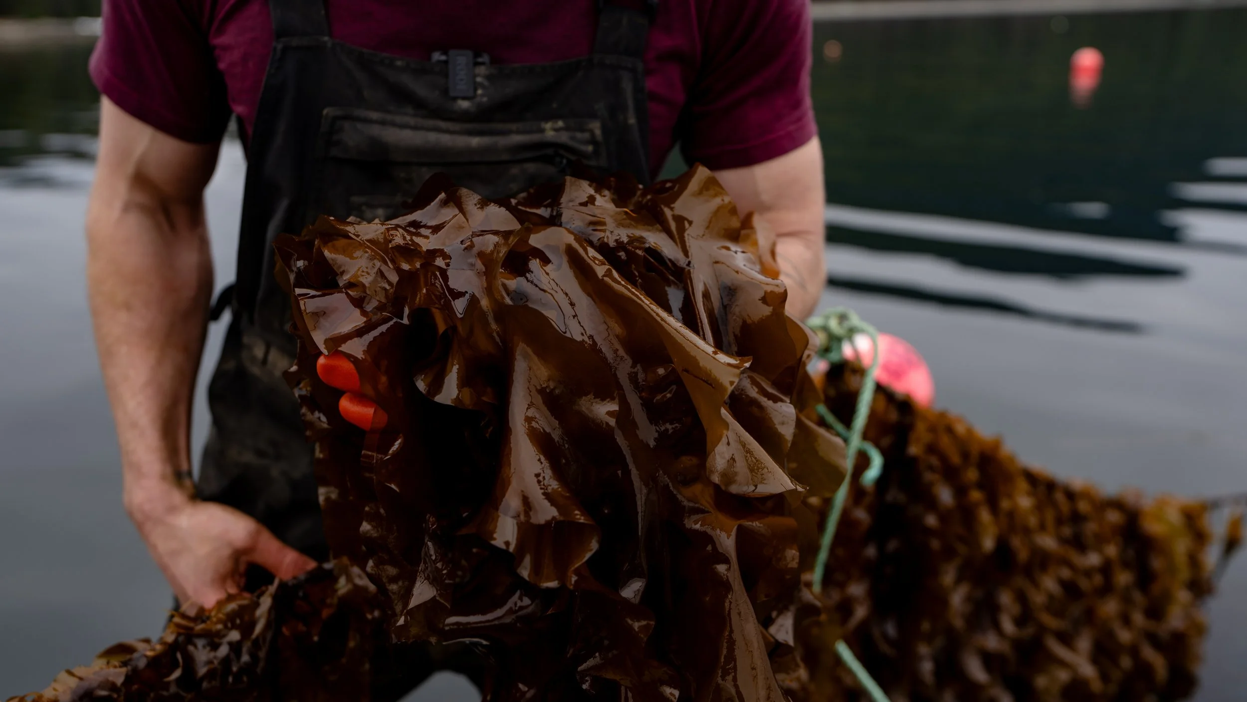 Bringing Beauty Brands to the Source: Kelp CoLab Heads to Alaska