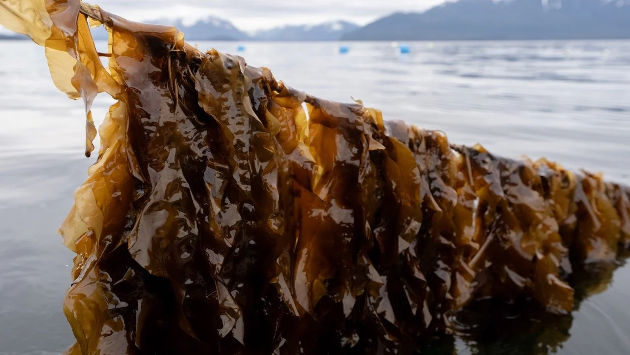 Sugar kelp grown in Juneau, Alaska