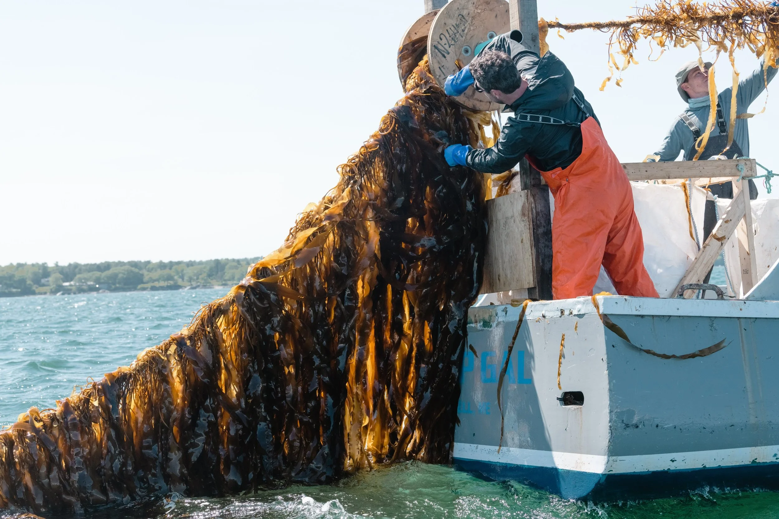 Kelp farmer harvesting a line of kelp