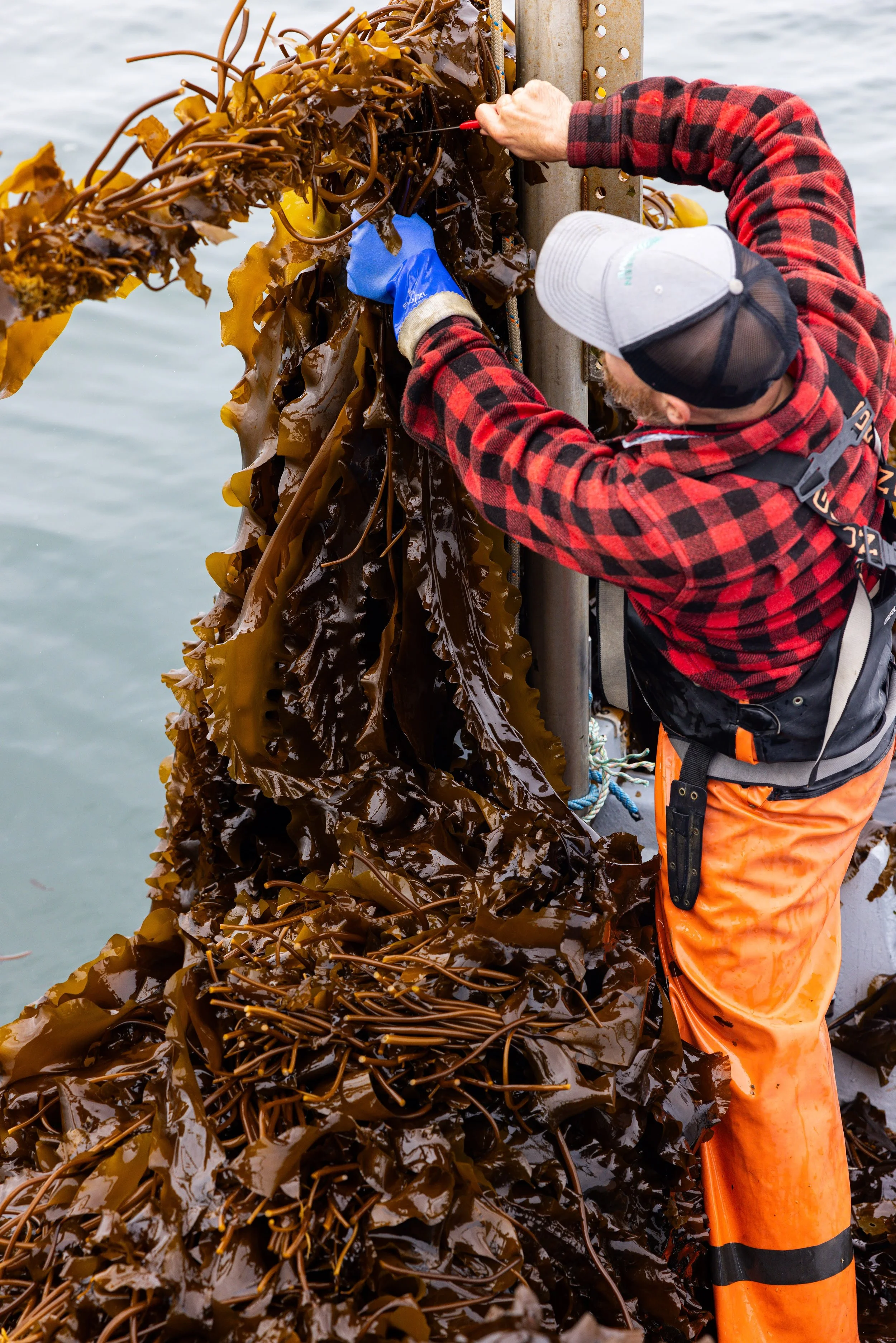 Kelp farmer cutting kelp from a growline
