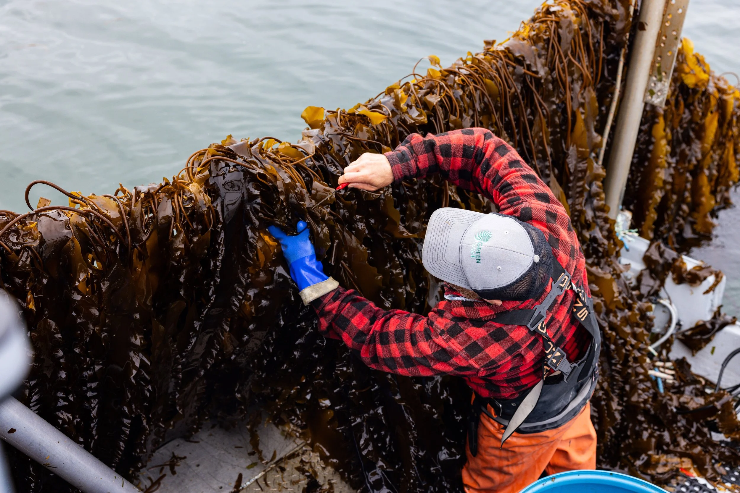 GreenWave_Kelp_Farm_Allegra_Anderson_Photographer_355 (1).jpg
