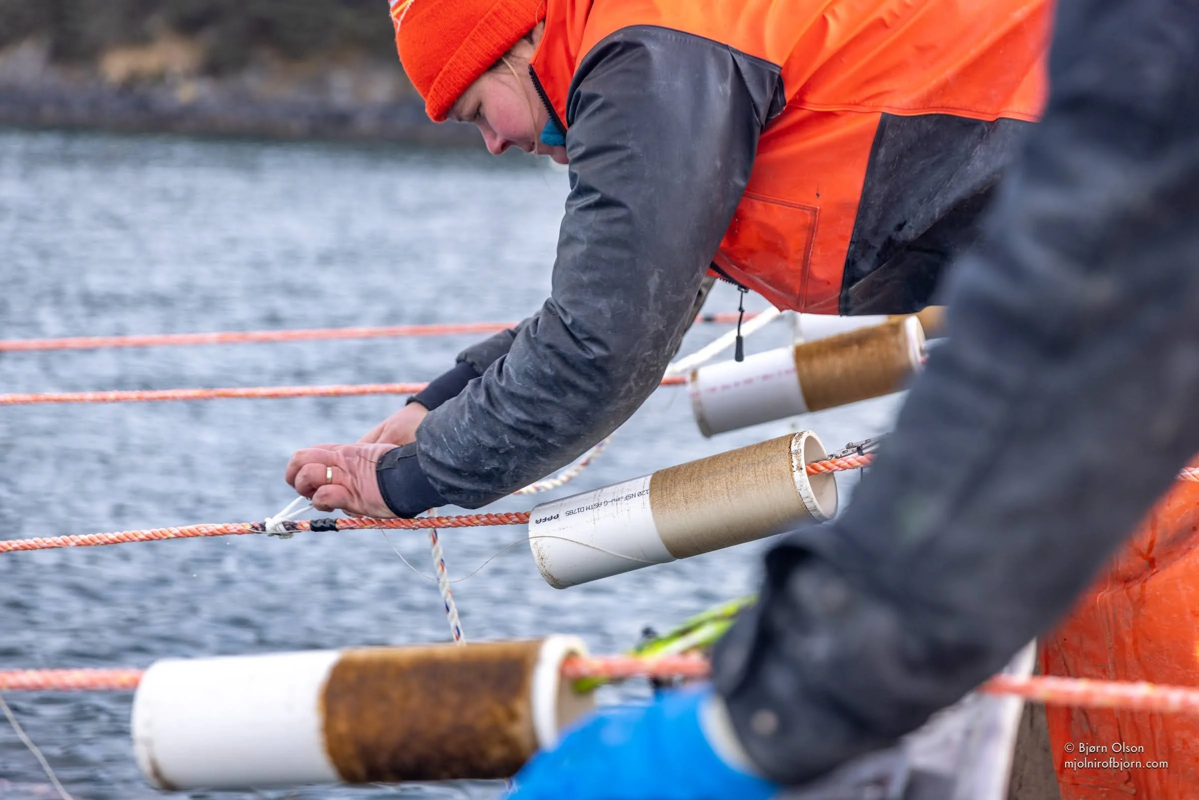 Kelp farmer ensuring seedstring is attached to growline during outplanting