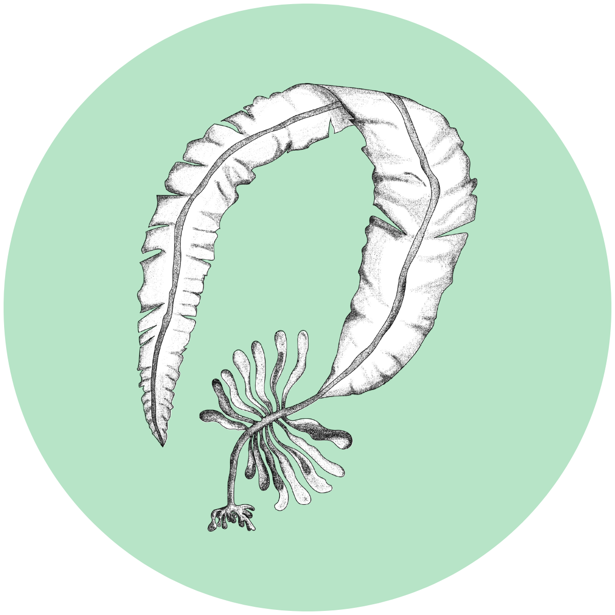 Illustration of Alaria