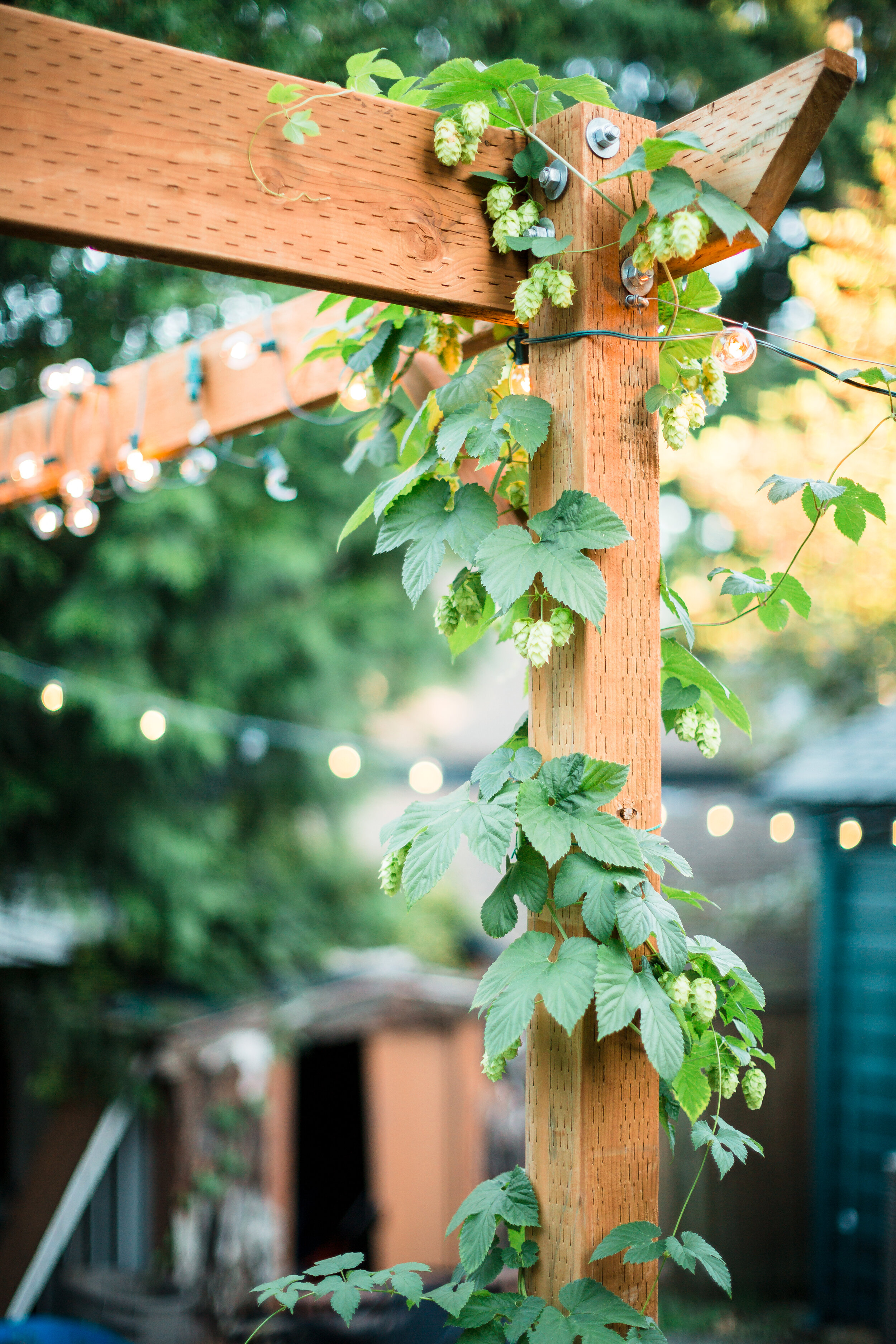 hops-grow-on-backyard-trellace_t20_rOY4Ao.jpg
