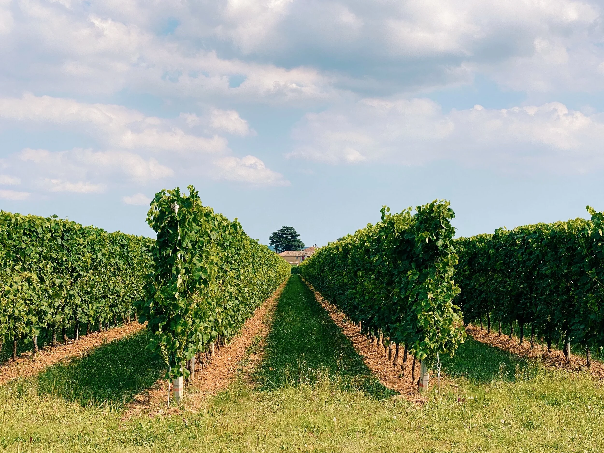 grapevines-fresh-grapes-vineyard-fruit-growth-harvest-agriculture-vine-nature-tuscany_t20_O0KVVb.jpg