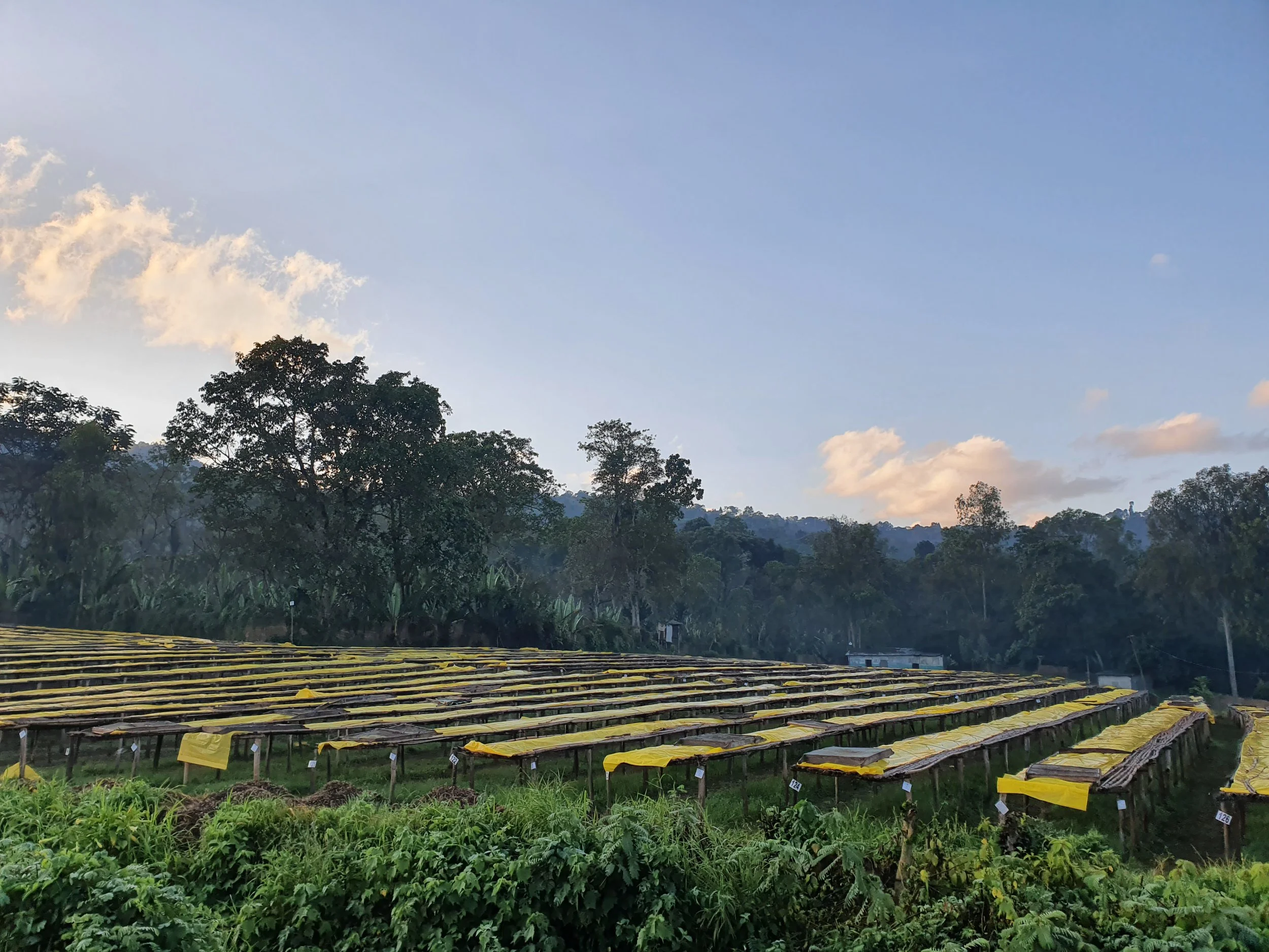 Cafe_Imports_Ethiopia_Idido-8-2023-10-19-181206.jpg