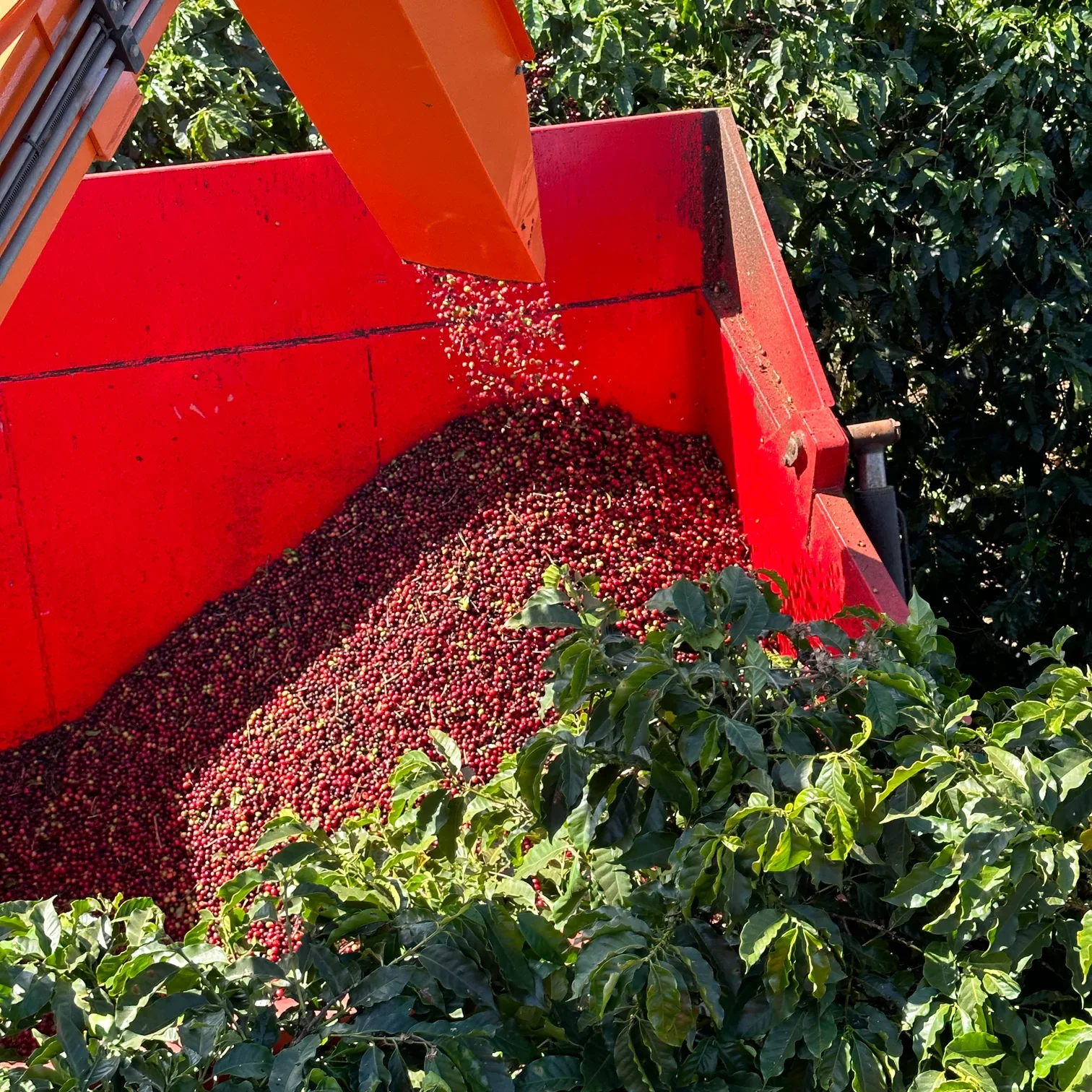 Brazil-Cachoeria-Farm_1512x.webp