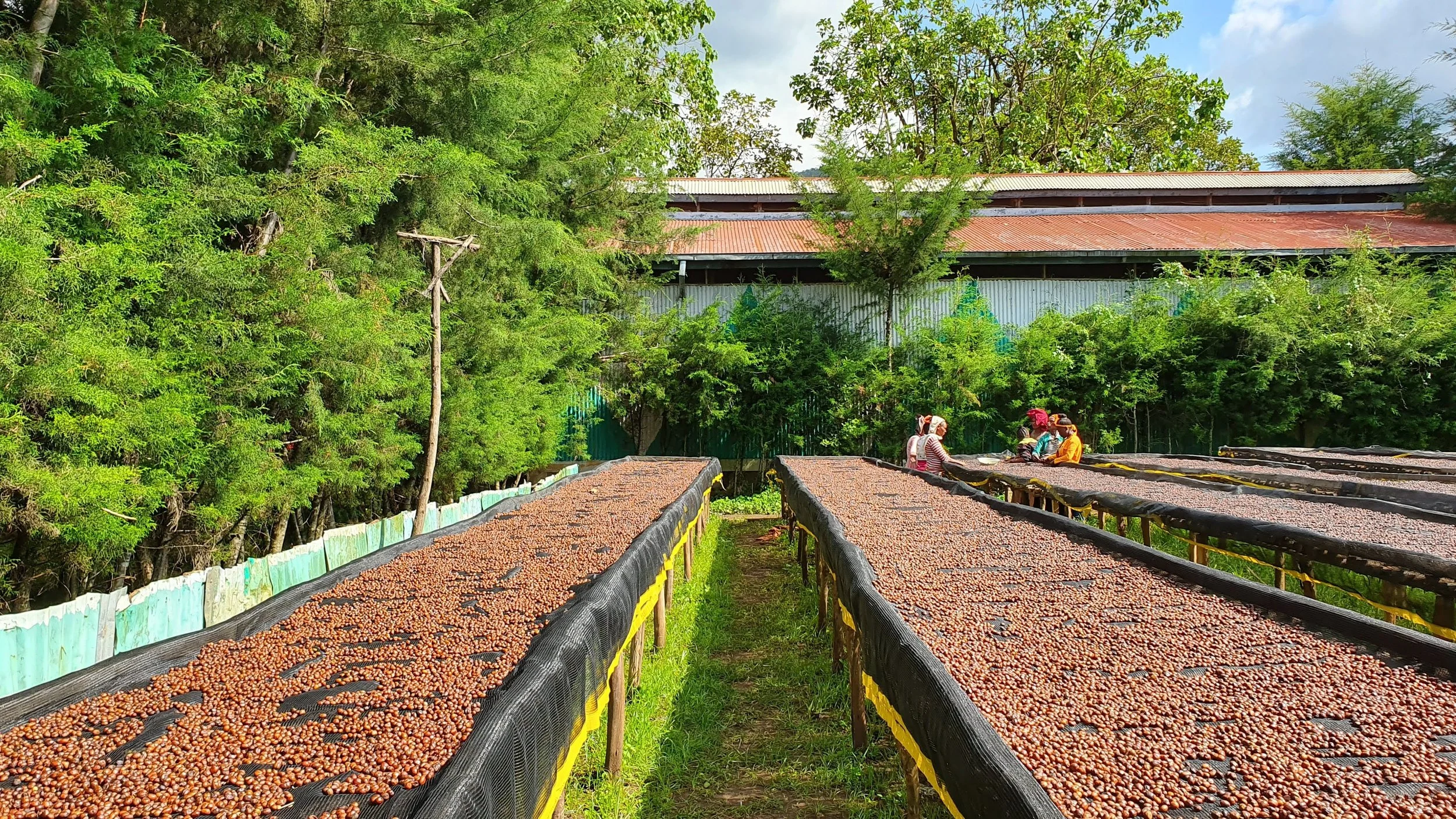 Cafe_Imports_Ethiopia_Idido-3-2023-10-19-181206.jpg