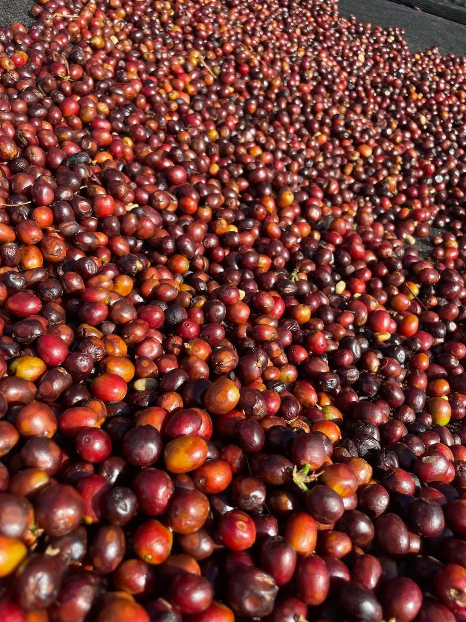 Cafe_Imports_Costa_Rica_Brumas_del_Zurqui10-2024-08-09-153956.jpg (Copy)