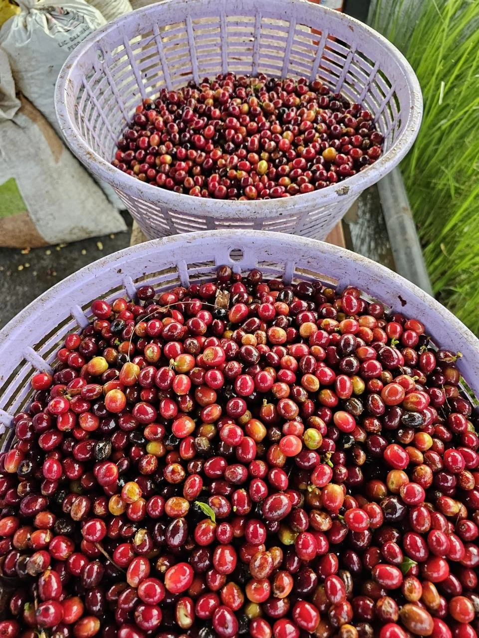 Cafe_Imports_Costa_Rica_Brumas_del_Zurqui1-2024-08-09-153956.jpg (Copy)