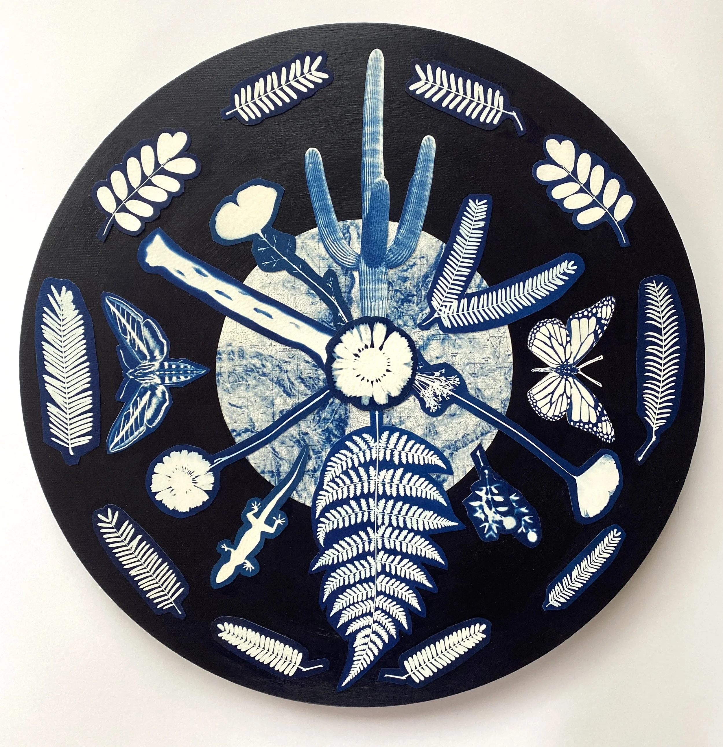 From 2500 to 9500 feet along Catalina Highway (2026). 12 x 12 in. Cyanotype prints on canvas