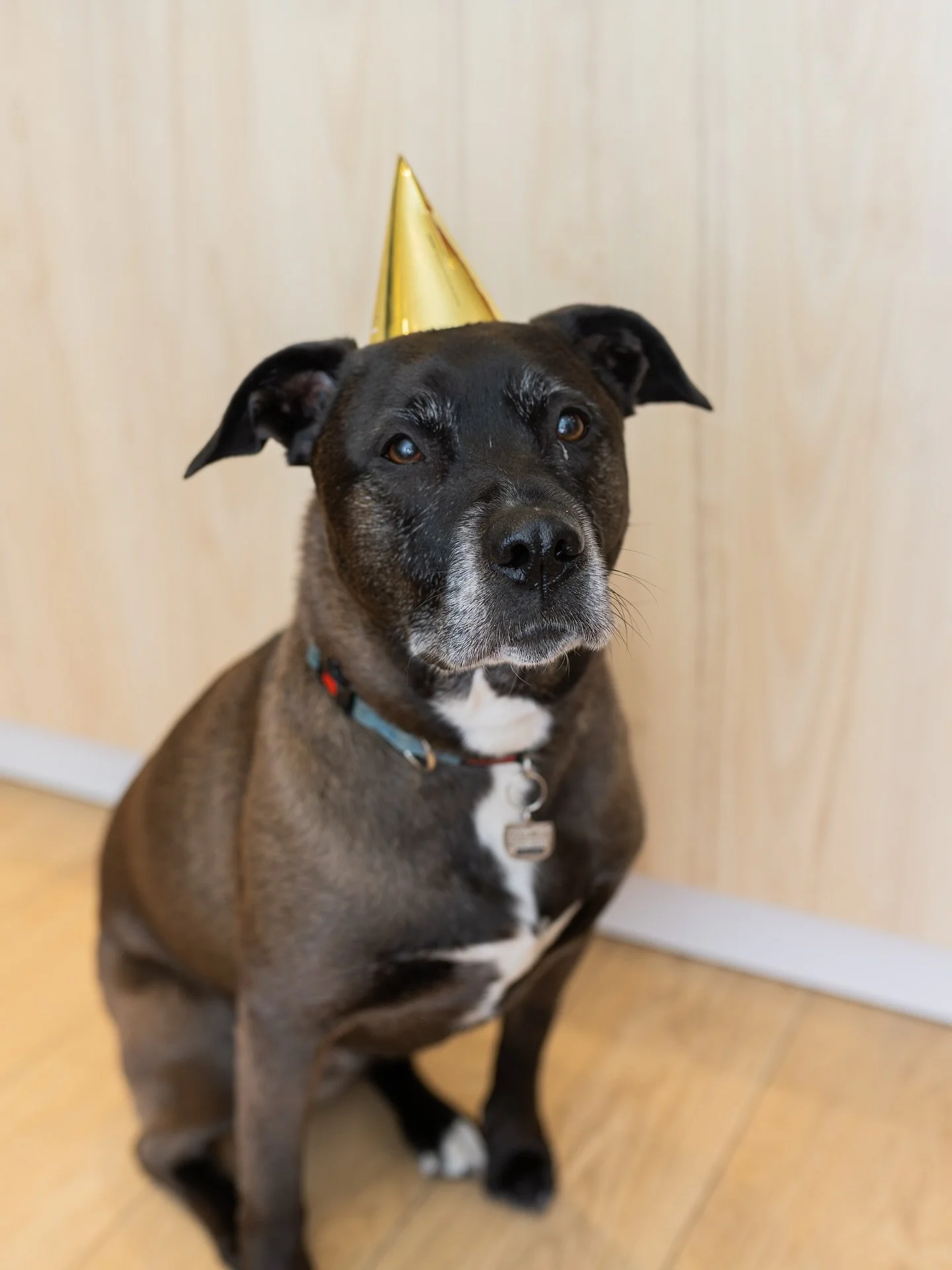 𝗛𝗮𝗽𝗽𝘆 𝗕𝗶𝗿𝘁𝗵𝗱𝗮𝘆 𝘁𝗼 𝗼𝘂𝗿 𝗟𝗲𝘅𝗶 𝗚𝗶𝗿𝗹 🥰🐶

Our sweet girl is turning 7 today! She&rsquo;s our snuggly, wiggly, energetic little angel baby that absolutely LOVES all of the attention she gets when you guys walk in the door ☺️

She