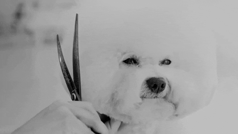 giphy-1.gif