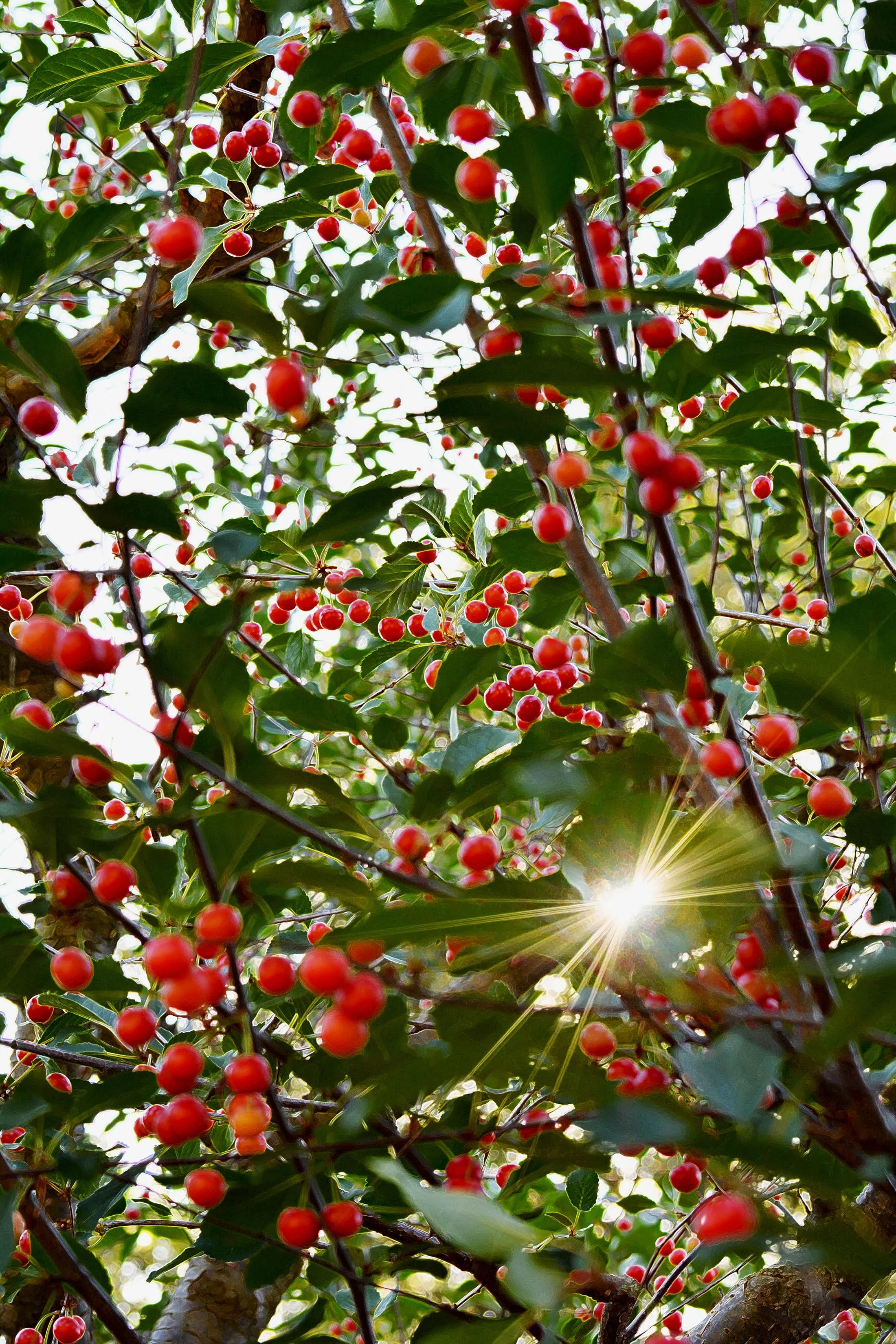 2020 cherries.jpg