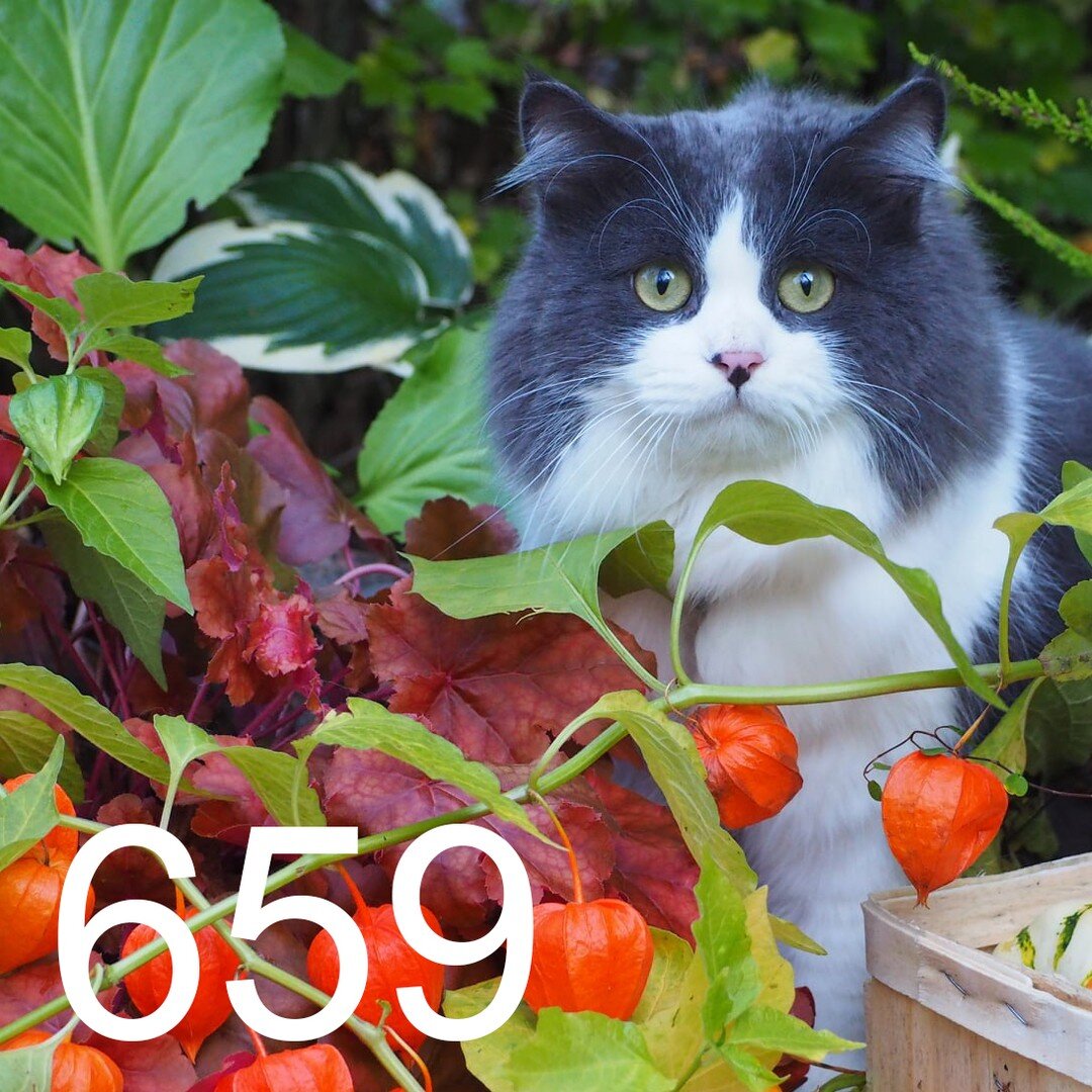 659 is a great number. Do you know why?! Because there are 659 awesome cats coming to our show! 🥳

In addition to the eight countries already revealed, there are still three new countries to be added to the list of exhibitors&rsquo; home countries. 