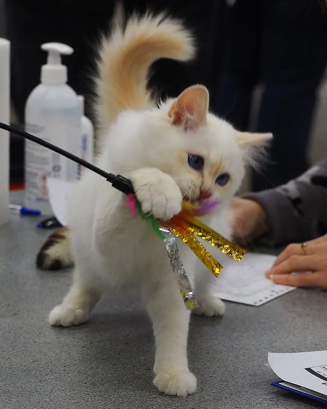 Scandinavian Winner cat show is open for audience. 👋 There are over 650 cats from 11 different countries coming to the show. What would be a better way to spend a day during Easter than visiting an event full of beautiful cats?!

Ticket prices:
🐱 A