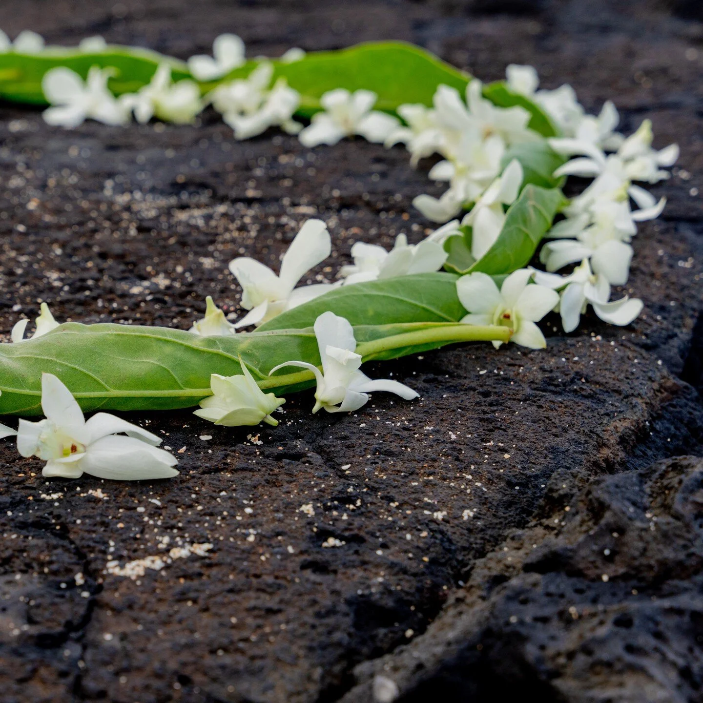 A fresh plumeria flower ceremonial circle is included in every Complete Officiant Ceremony package. You and your partner stand inside the circle while the ceremony is performed. It symbolizes the journey you two are about to embark on as a married co