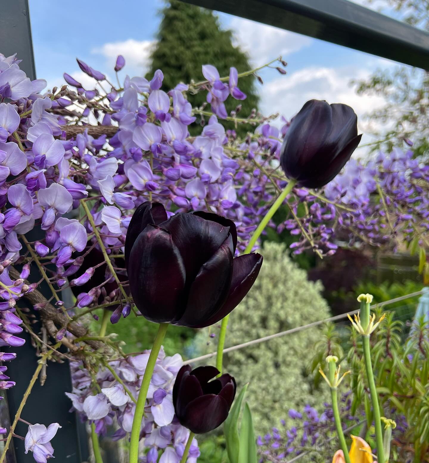 Tulips have almost finished flowering for this year but the coincidence of &lsquo;Cafe Noir&rsquo; against my wisteria is a pretty cool accident
.
.
.
#GardenDesign #PlantingDesign #Tulip #Wisteria #Bulbs #ClimbingPlants #SpringColour #SpringGarden