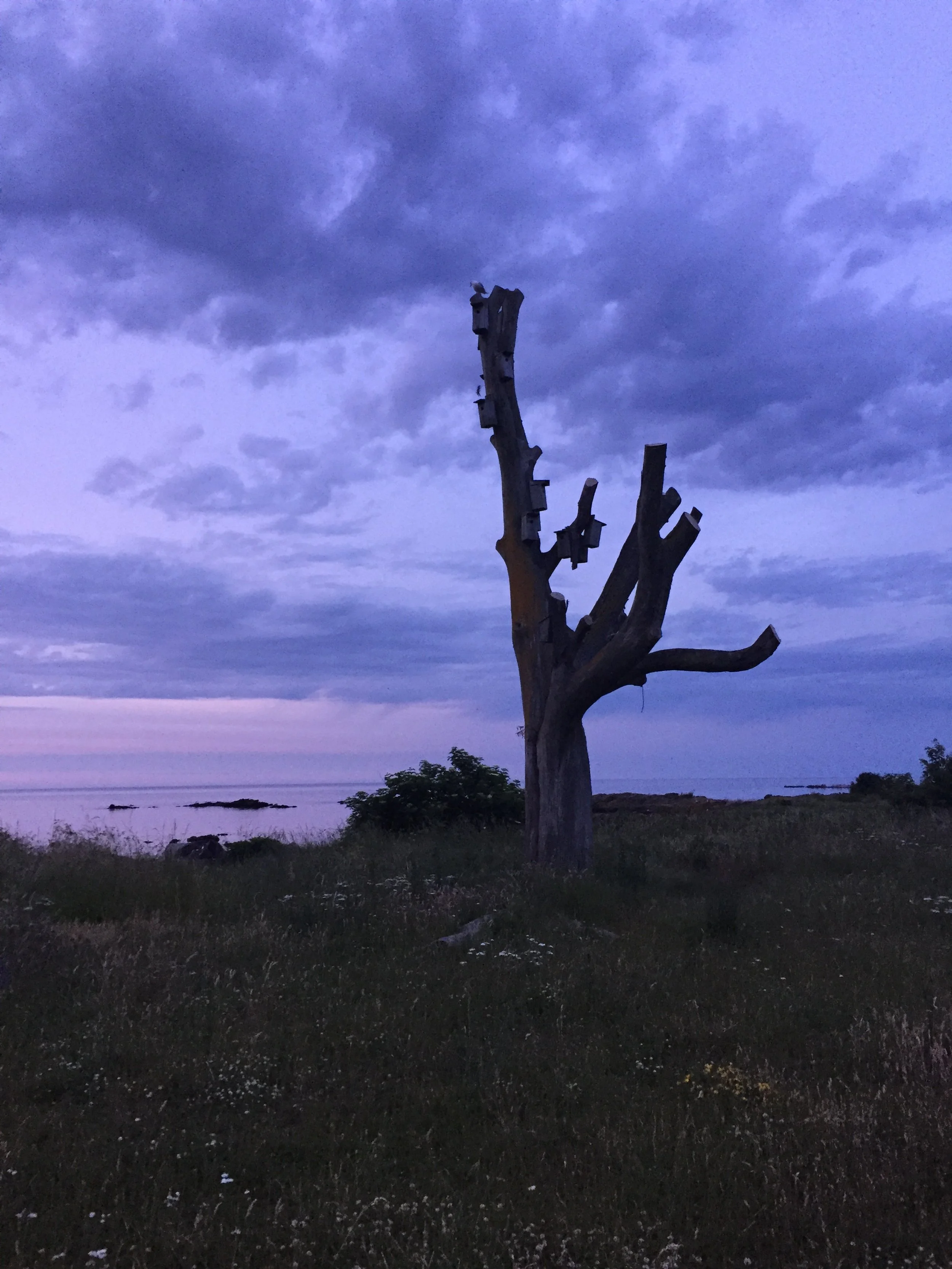 Tilknytning som voksen