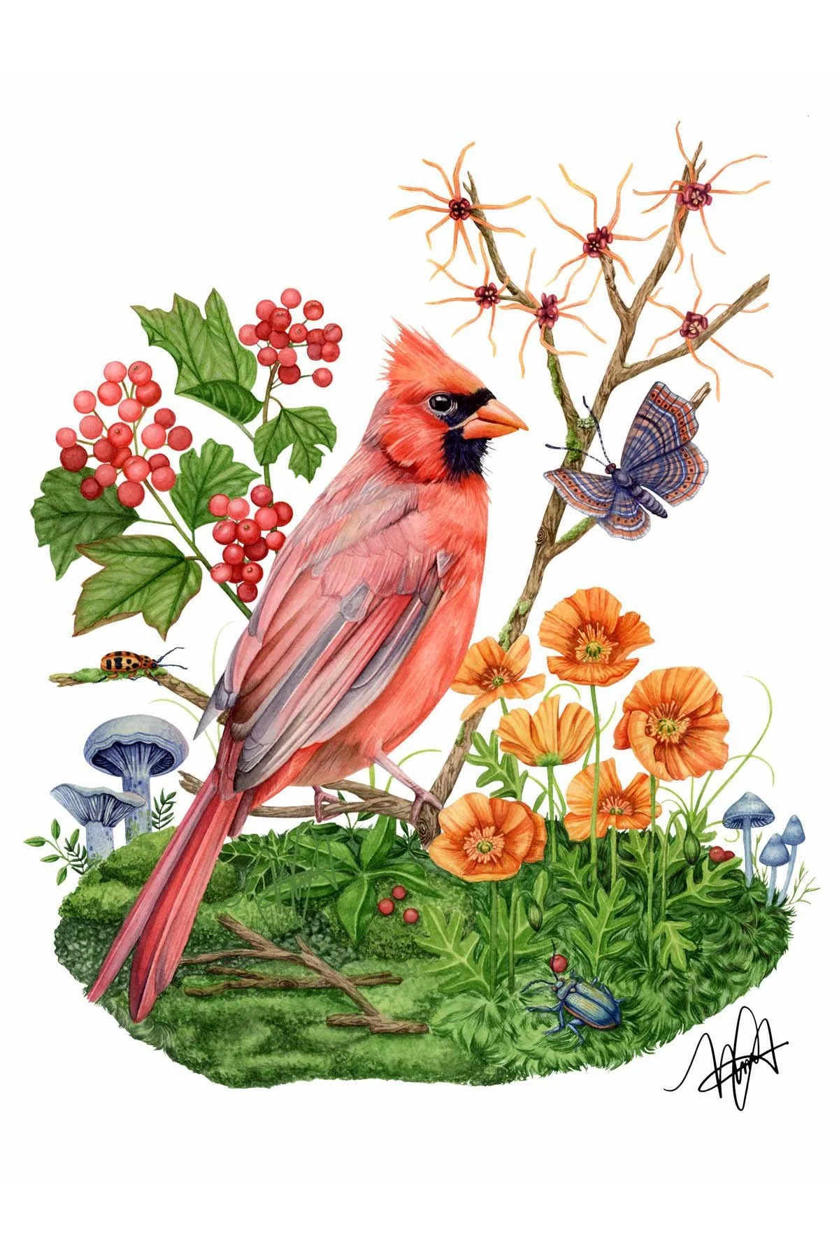 cardinal 26.jpg