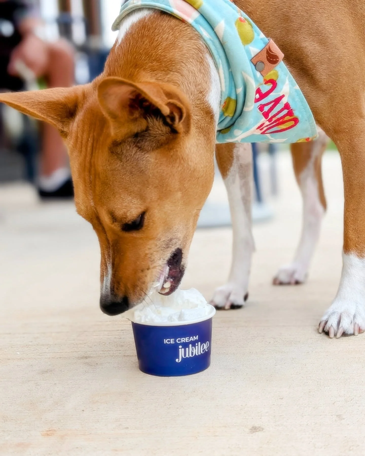🍦 Just a pup living her best life with a pup cup from @icecreamjubilee! Olive gives it two paws up 🐾💖
#ScoopOfTheSummer
📍Snapped at Ice Cream Jubilee!