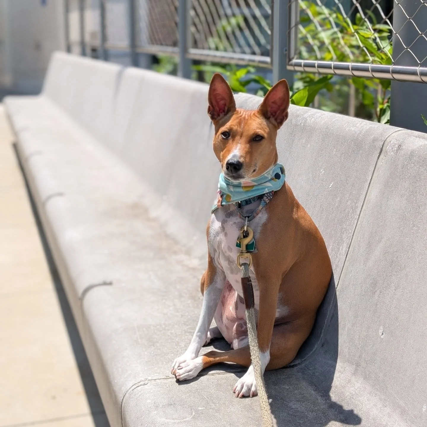 Just a little park bench photoshoot today 🦋 Happy Monday! 🌞
#basenji #summerdays #dogsofva #barklessdog