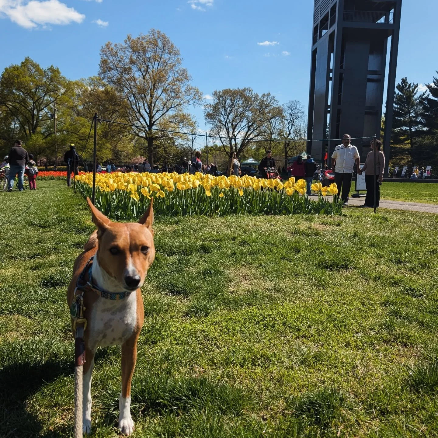 Spring has sprung! 🌷💐🌻 Sunday stroll with ollie!
#basenji #washingtondc #springflowers #tulips #sundayvibes #springtime #OliveTheBasenji