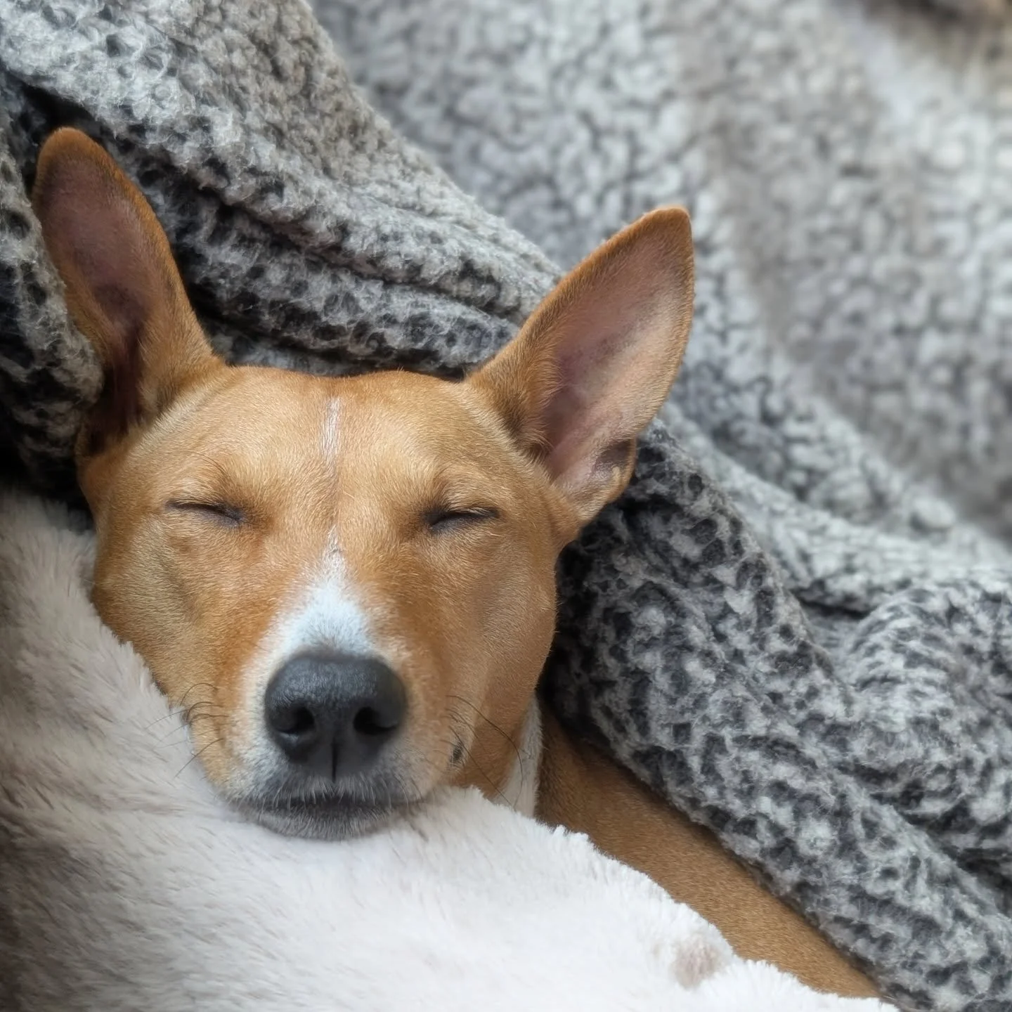 Snoozin’ through this dreary Sunday like a pro. Blankets? Check. Cozy vibes? Check. Not moving all day? Double check. 100% snuggles. 🐶 💕 
#LazySunday #BasenjiLife #CozyDogVibes #DogSnuggles #SundayMood #PupperNapTime #basenjipuppy #BlanketBu