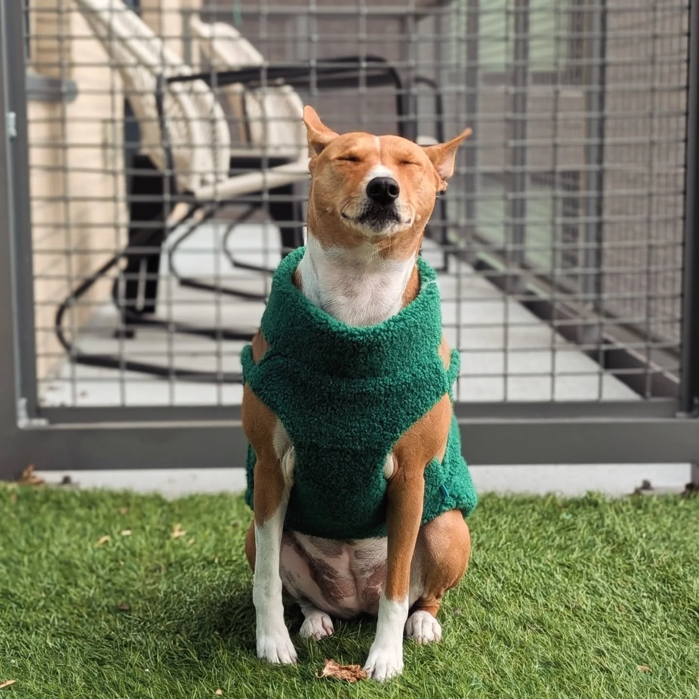 It's finally sweater weather, and I'm excited to test drive my new fleece from @goobypet! 🍂🐕🐾 
#SweaterWeather #GoobyPet #CozyDog #FallDog #DogInSweater #OliveTheBasenji #BasenjiLife #FallVibes #DogStyle #DogMomLife #basenji #redbasenji #dogsofno